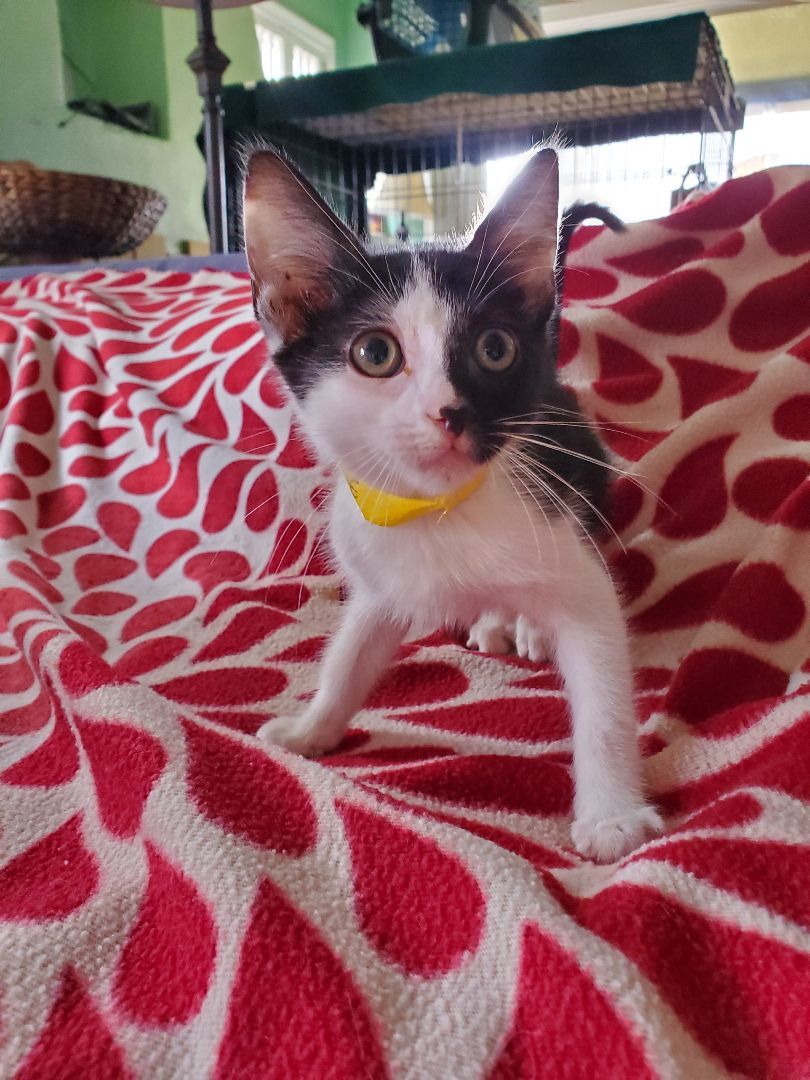 Maeve, a Adoptable mixed breed in Pasadena, CA image 2/5