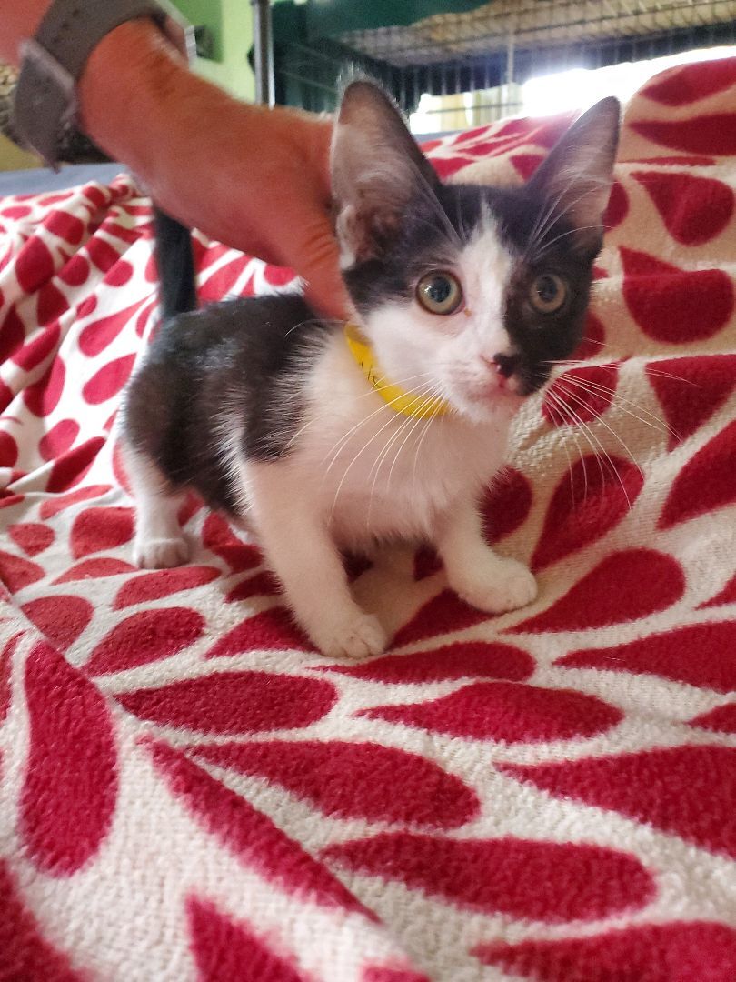 Maeve, a Adoptable mixed breed in Pasadena, CA image 3/5