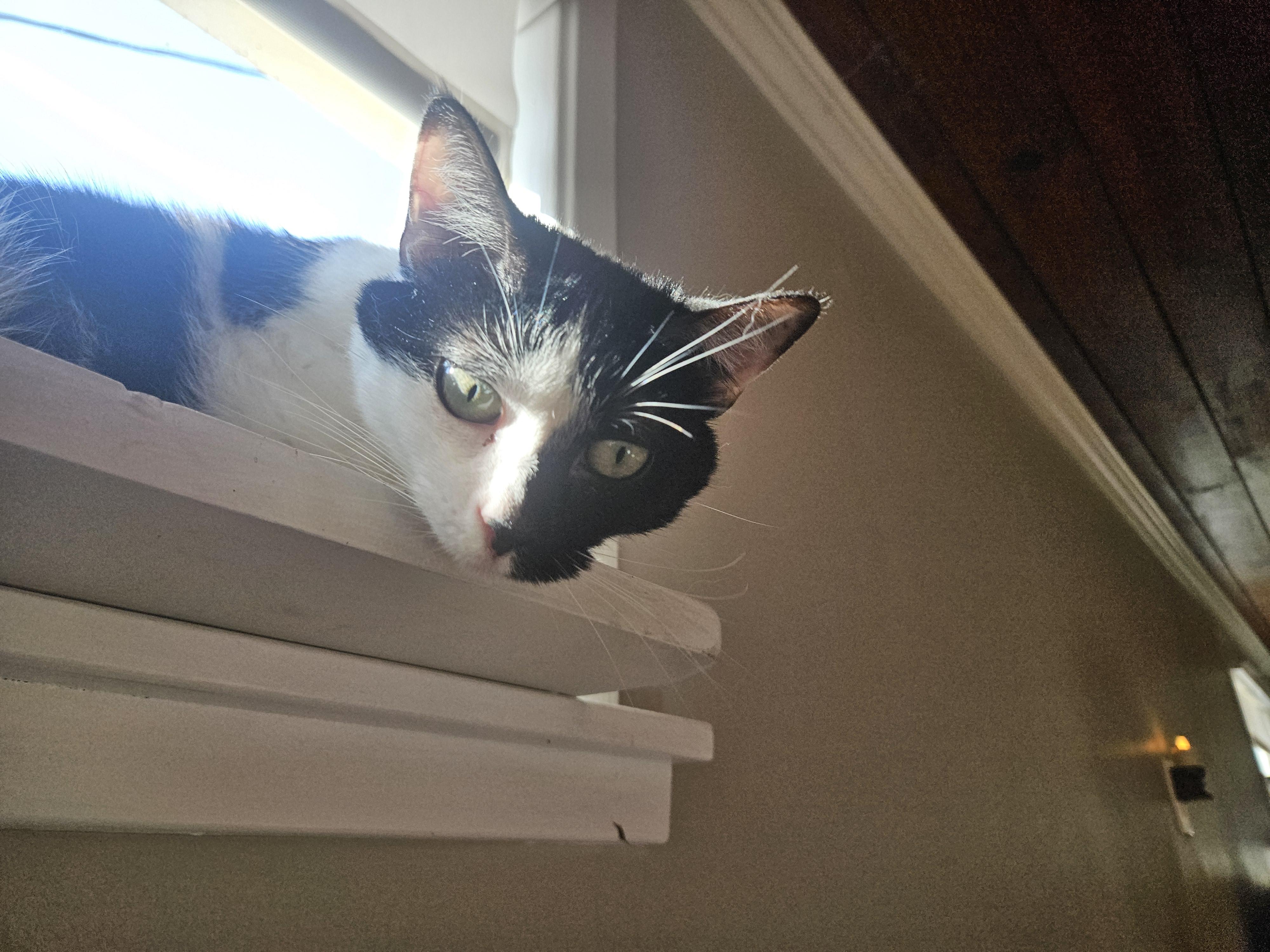 Enlarge Maeve, a Adoptable mixed breed in Pasadena, CA image 3/3