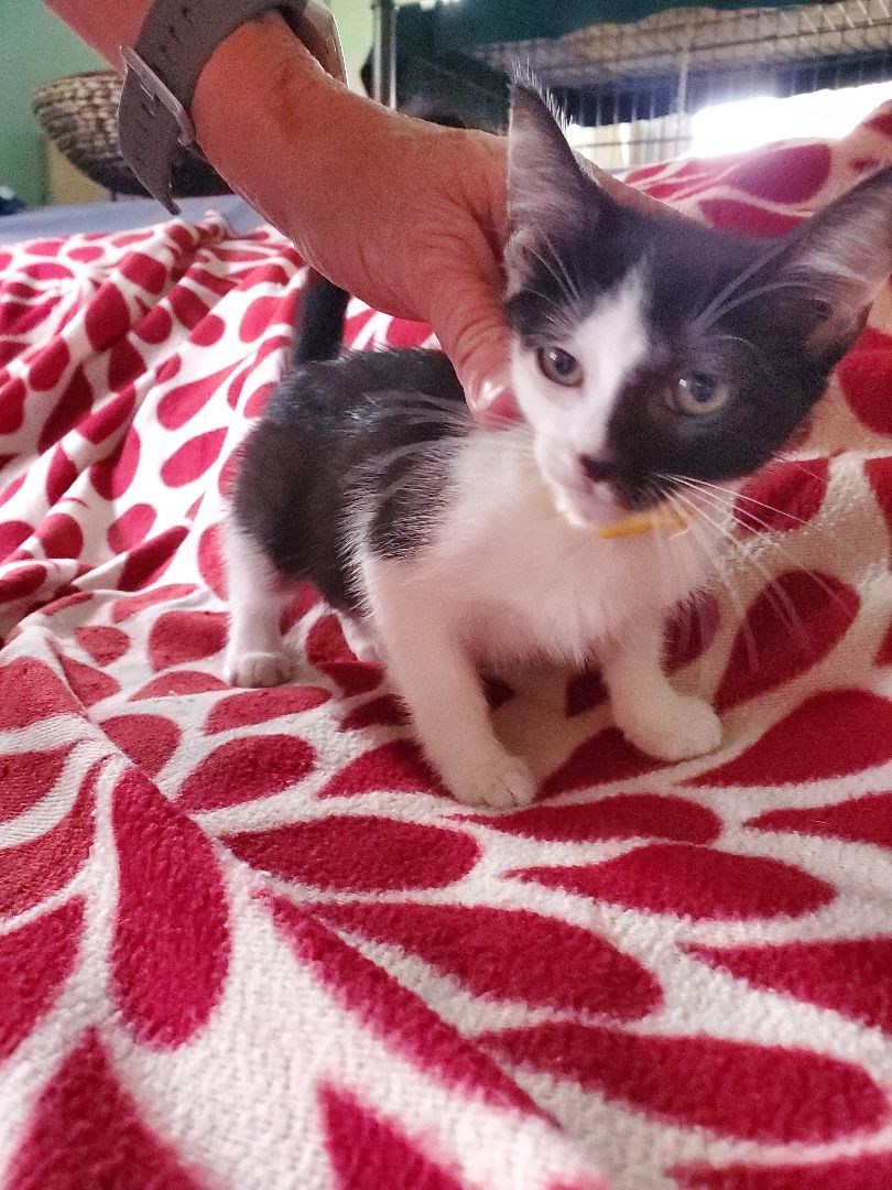 Maeve, a Adoptable mixed breed in Pasadena, CA image 4/5