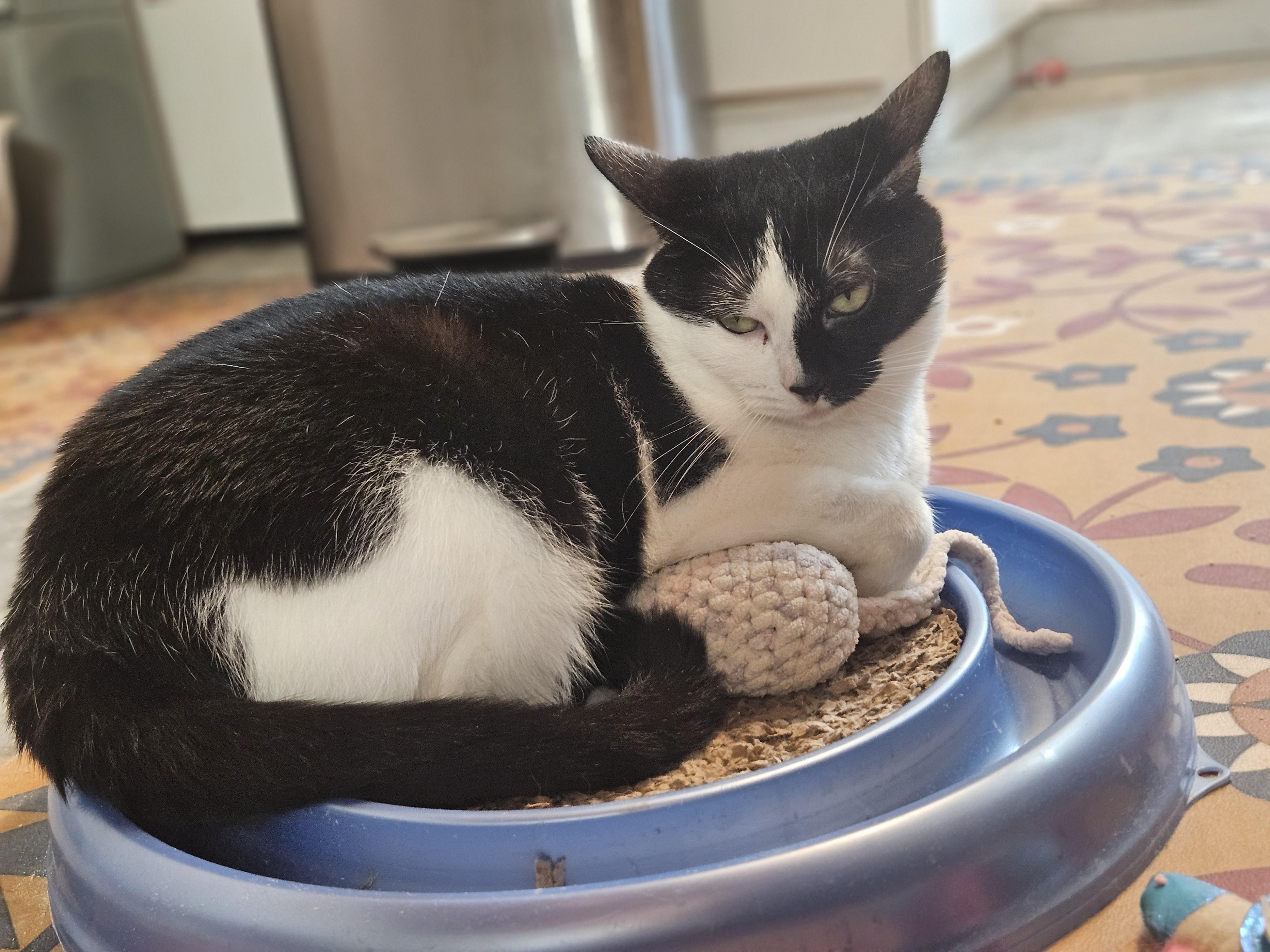 Maeve, Adoptable, Adult Female Domestic Short Hair.