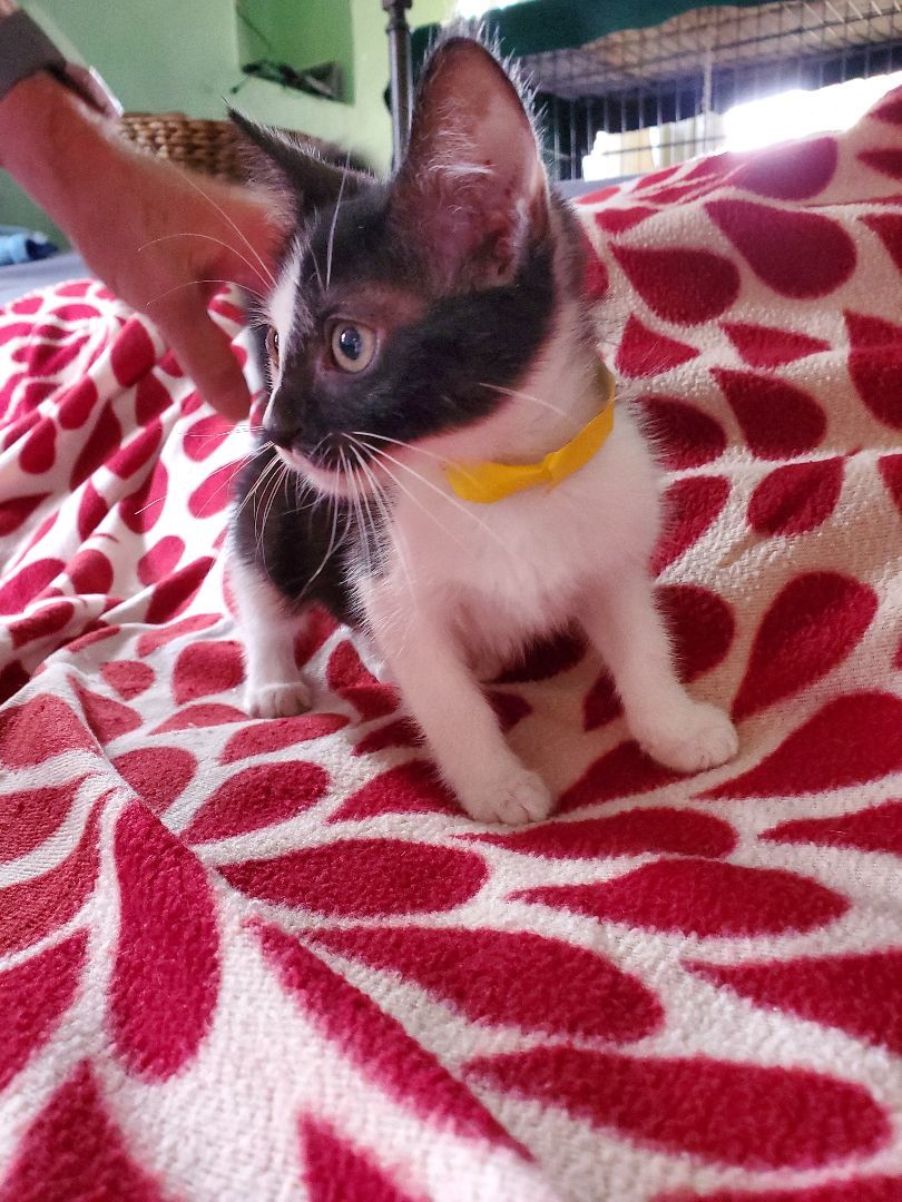 Maeve, a Adoptable mixed breed in Pasadena, CA image 5/5