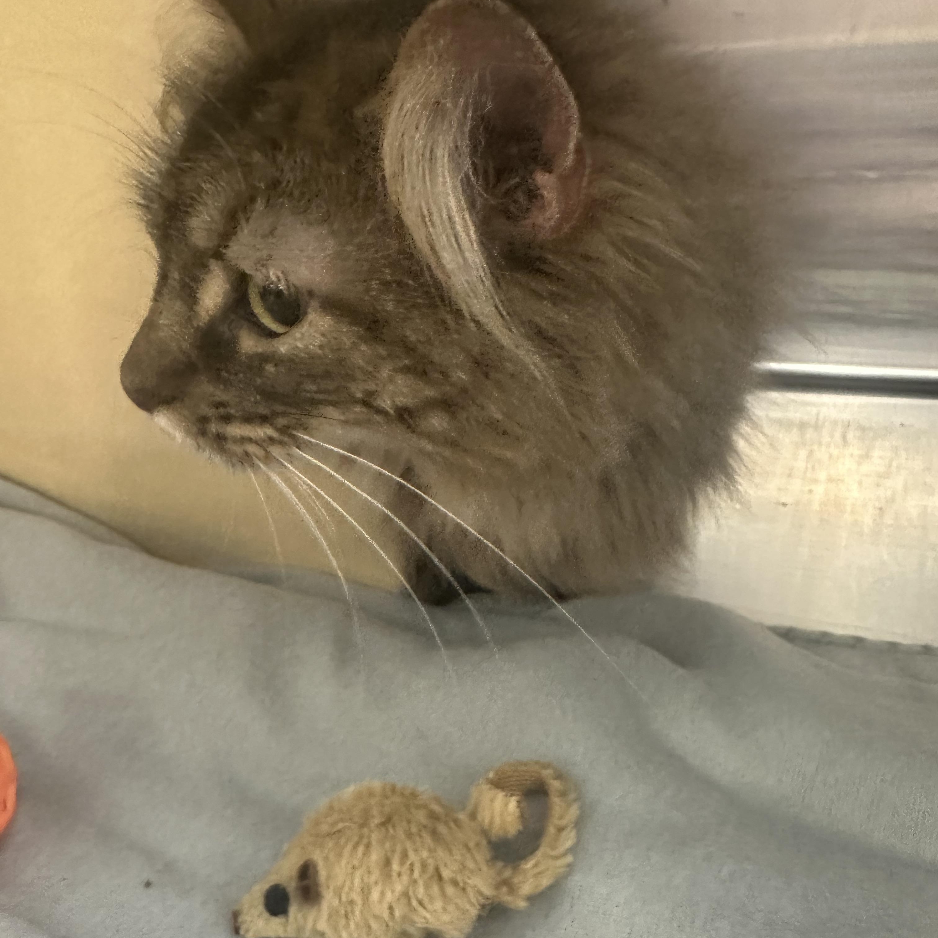 M.C. (Momma Cat) 2