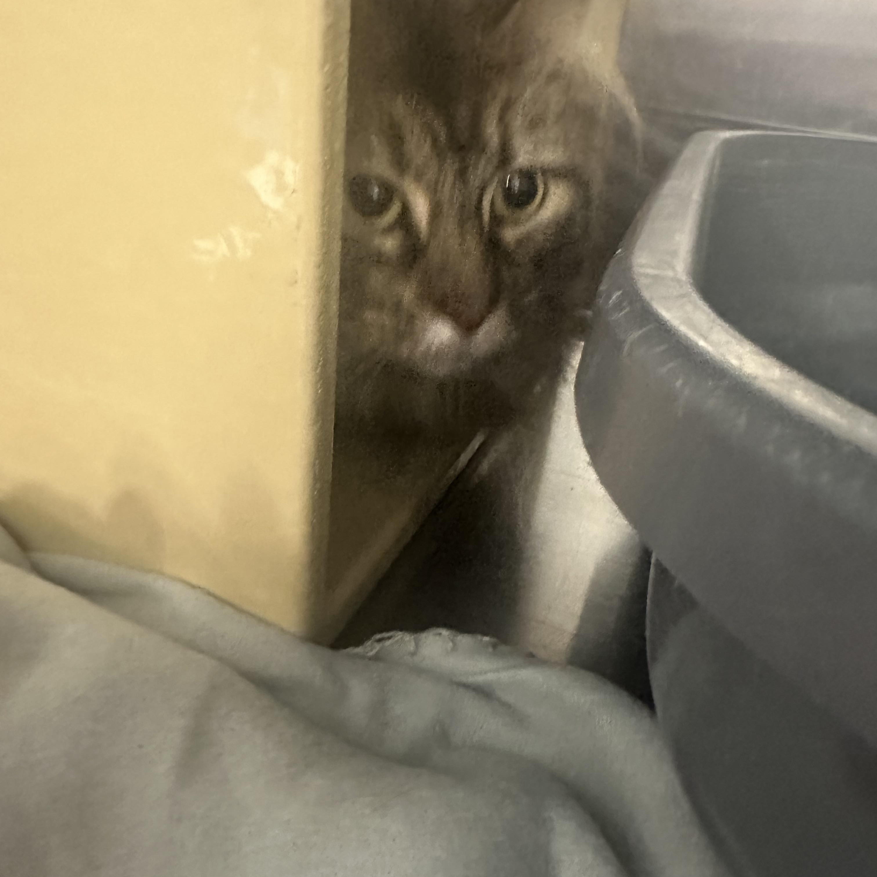 M.C. (Momma Cat) 3