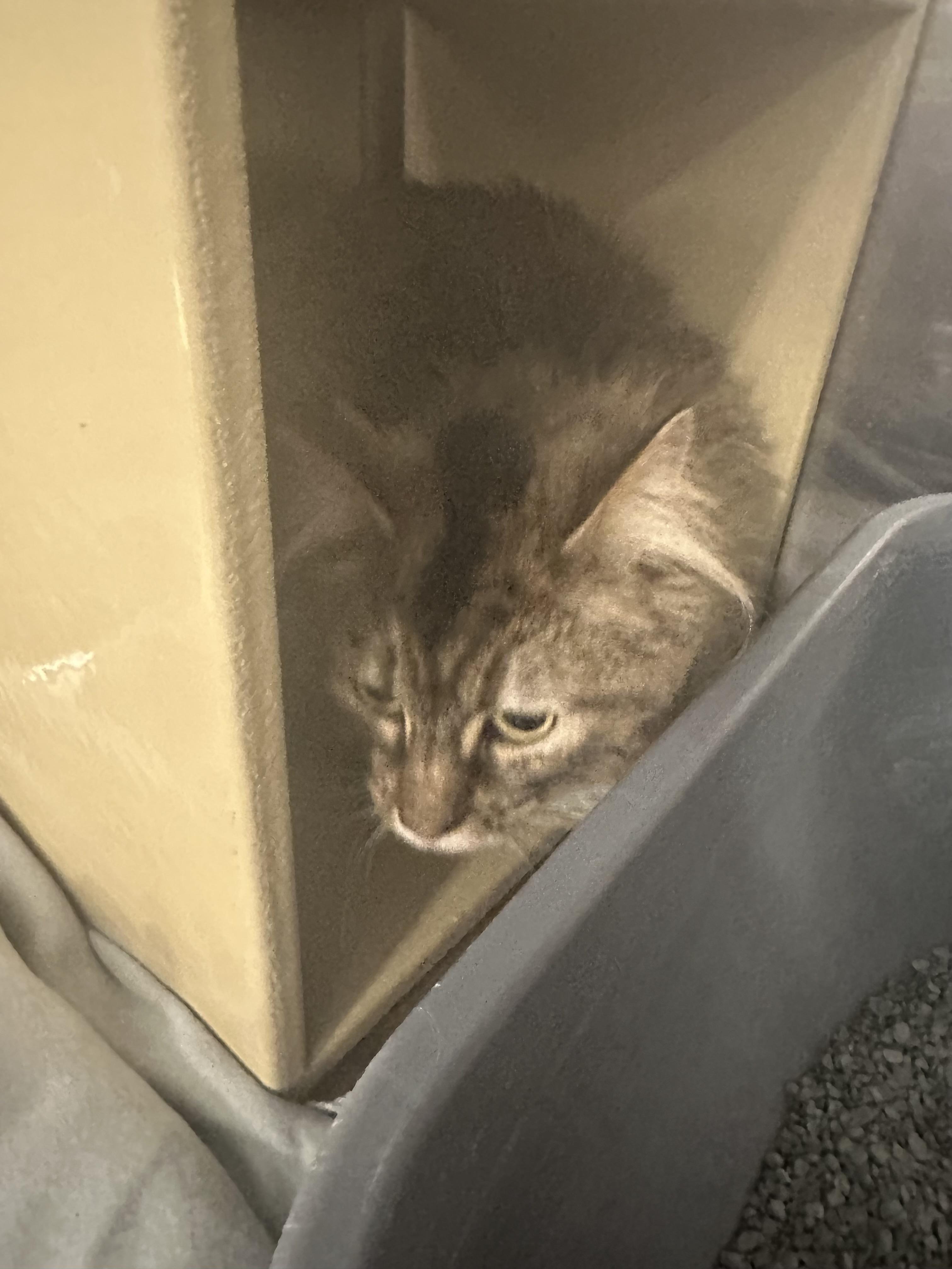 M.C. (Momma Cat) 5