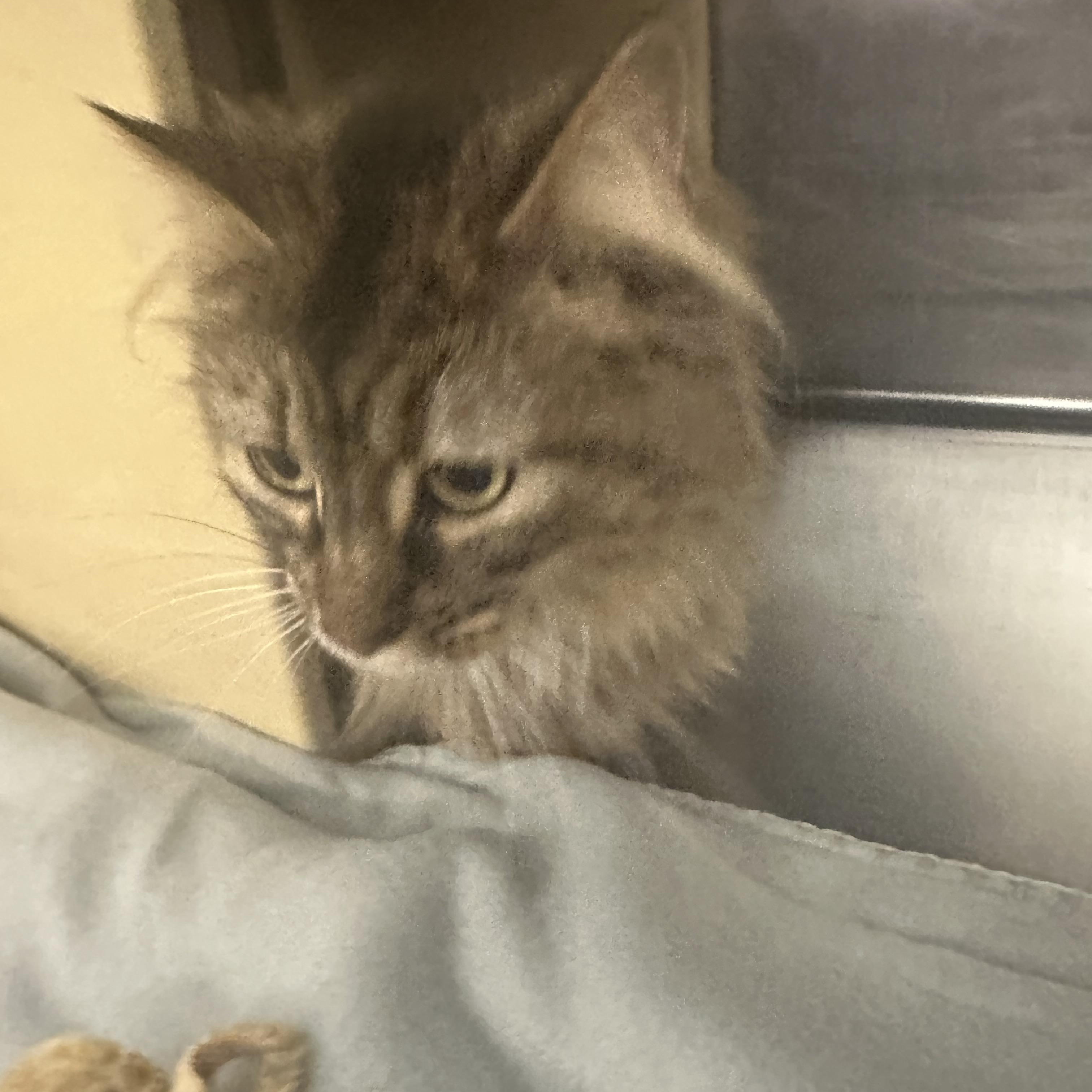 M.C. (Momma Cat)