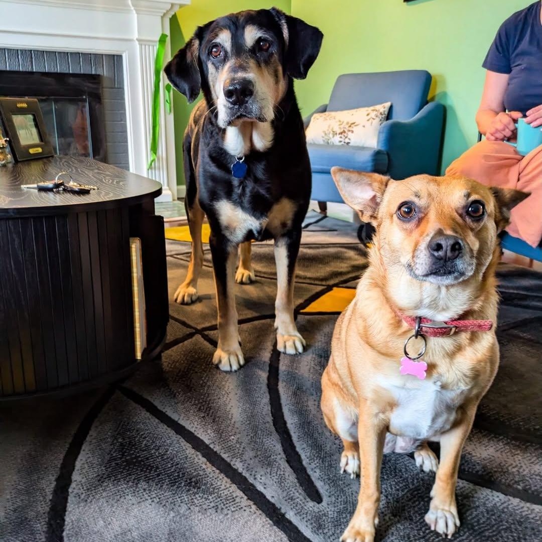 Monkey, an adopted mixed breed in Detroit, MI image 3/6