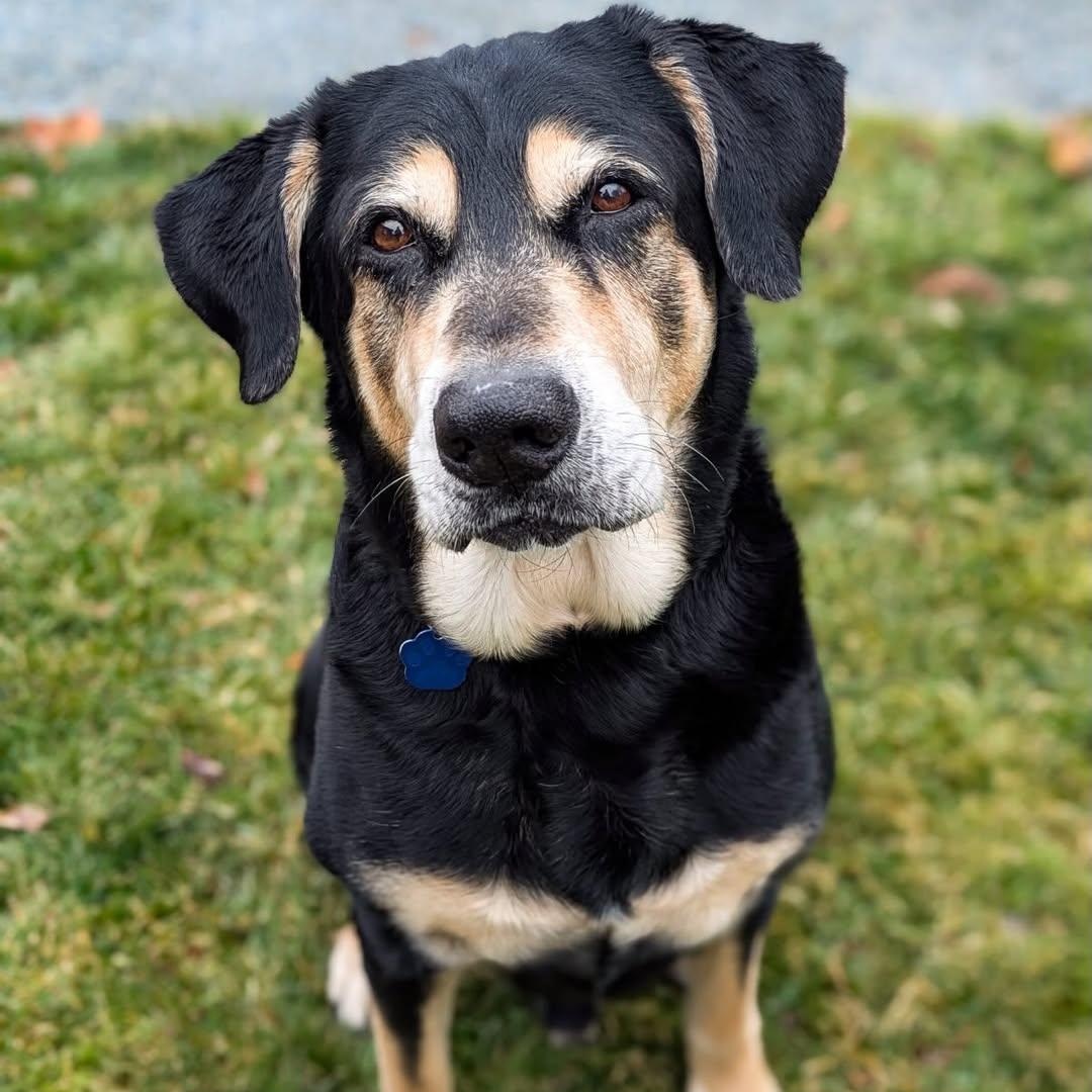 Monkey, an adopted mixed breed in Detroit, MI image 1/6