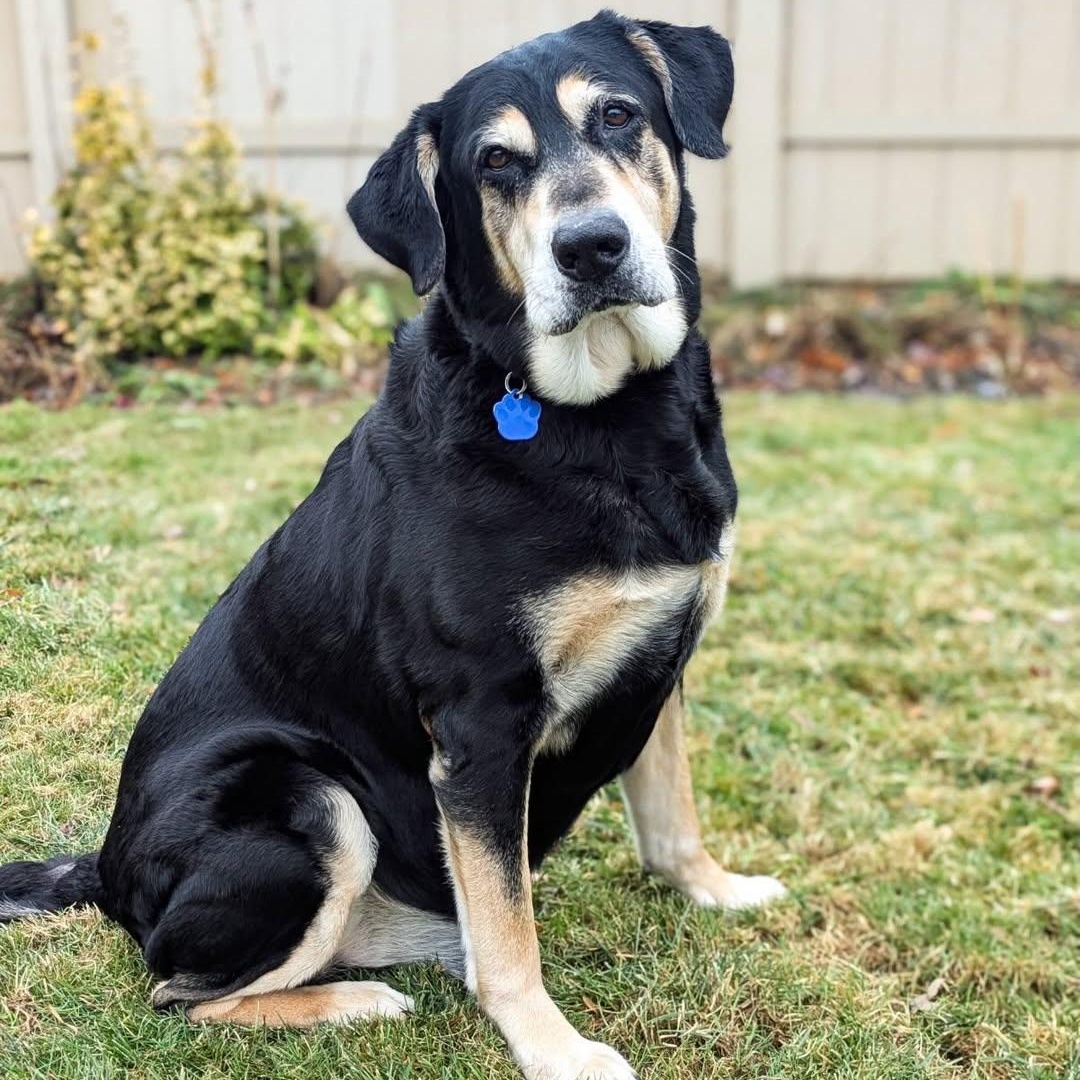 Monkey, an adopted mixed breed in Detroit, MI image 6/6