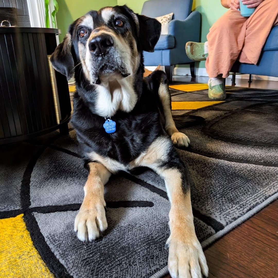 Monkey, an adopted mixed breed in Detroit, MI image 5/6