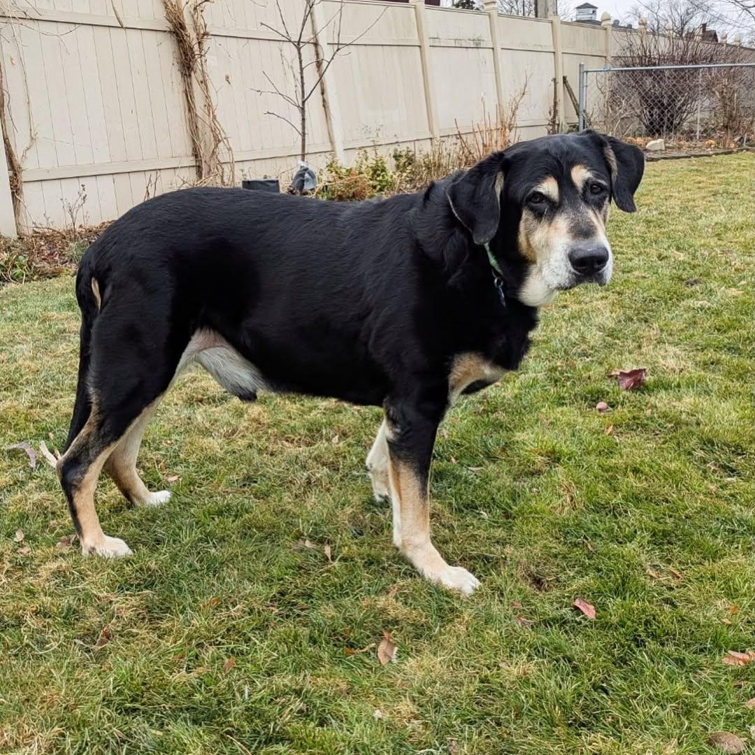 Monkey, an adopted mixed breed in Detroit, MI image 4/6