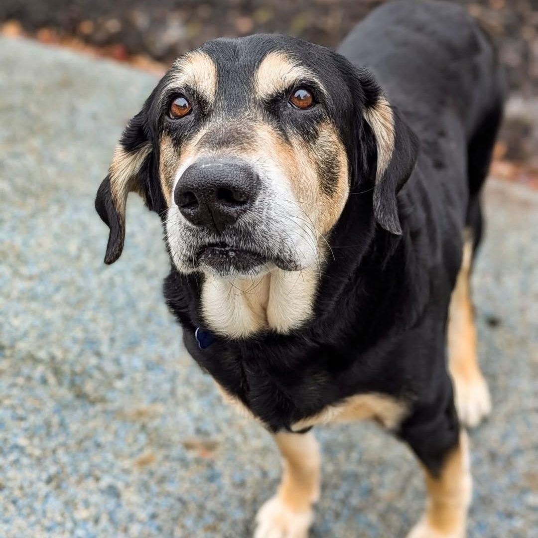 Monkey, an adopted mixed breed in Detroit, MI image 2/6