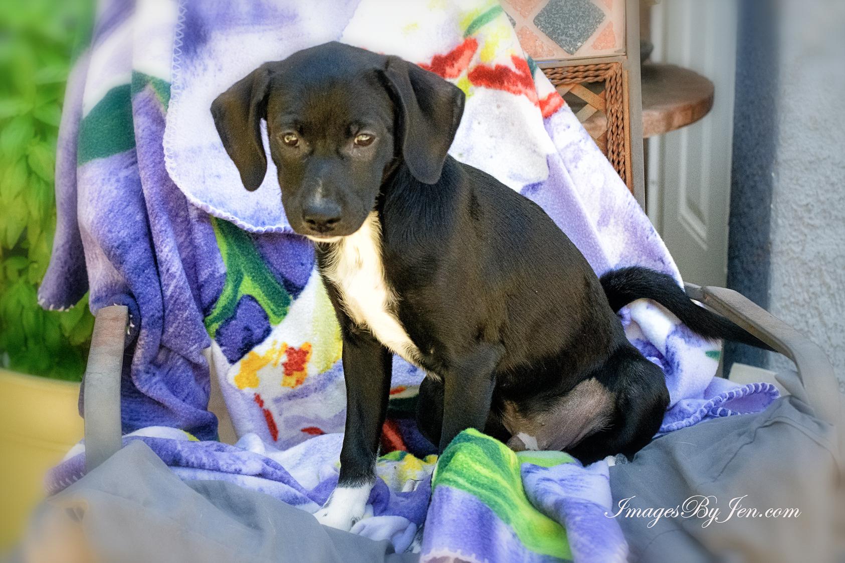 Xolo Dogs for Adoption: Find Your Unique Companion