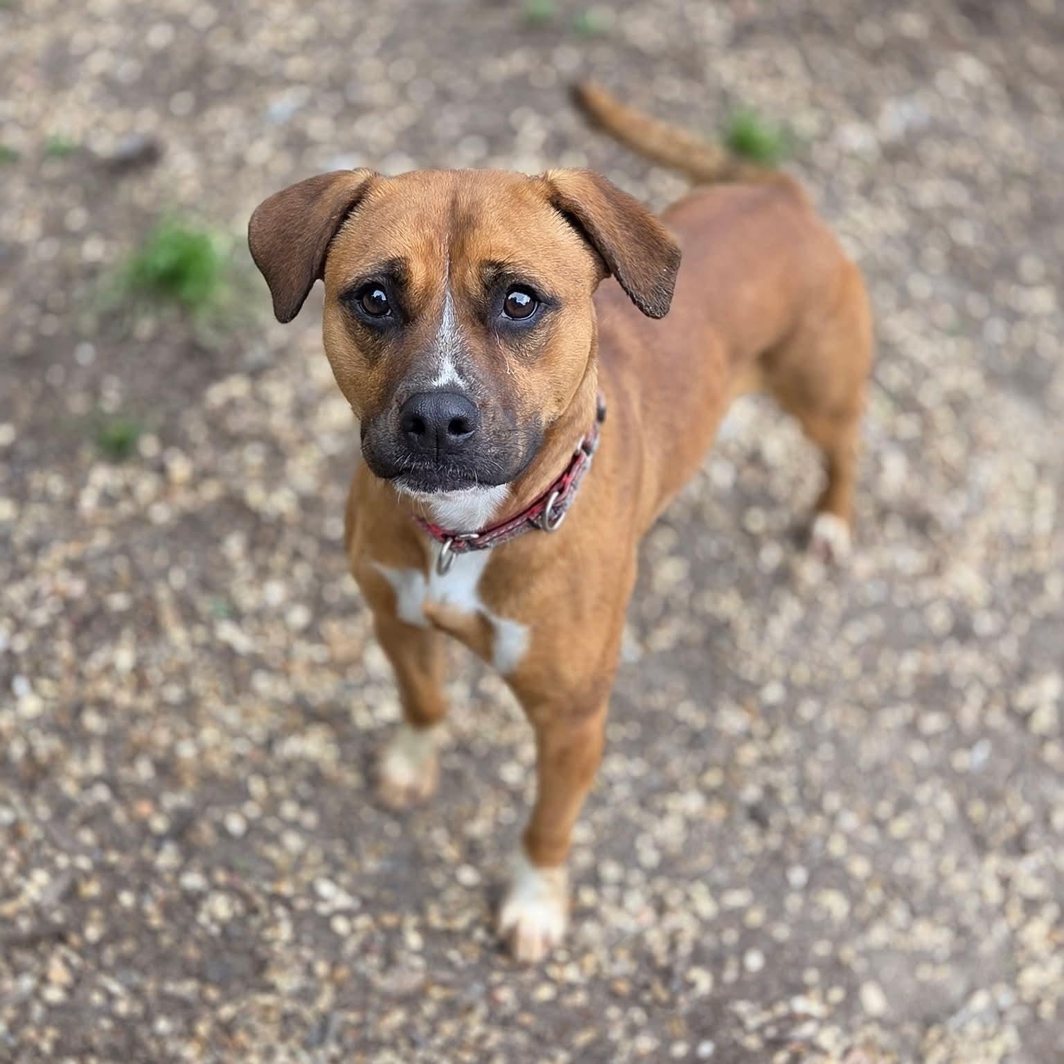 Chico, Adoptable, Adult Female Boxer.