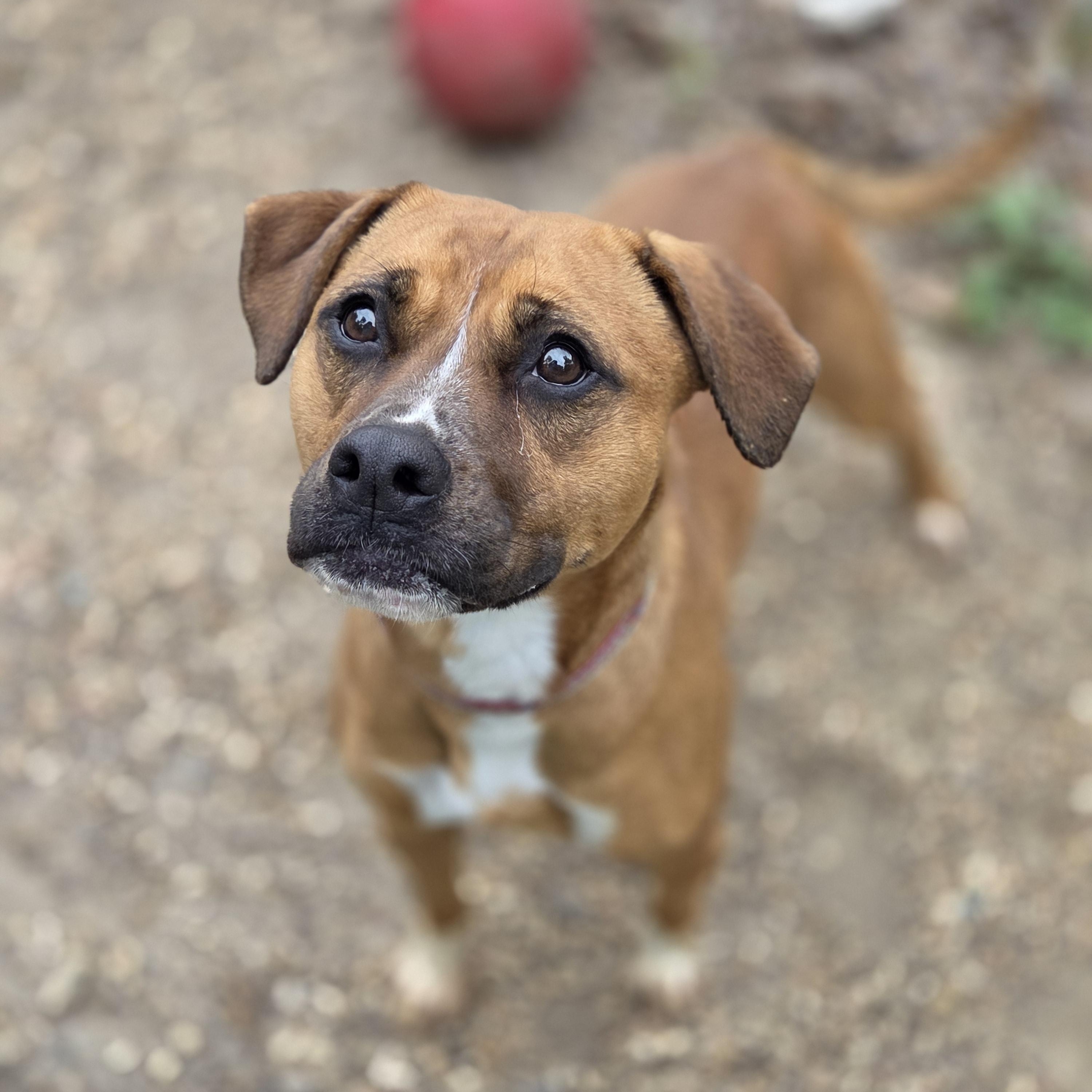 Enlarge Chico, a Adoptable mixed breed in Madison, MS image 2/2