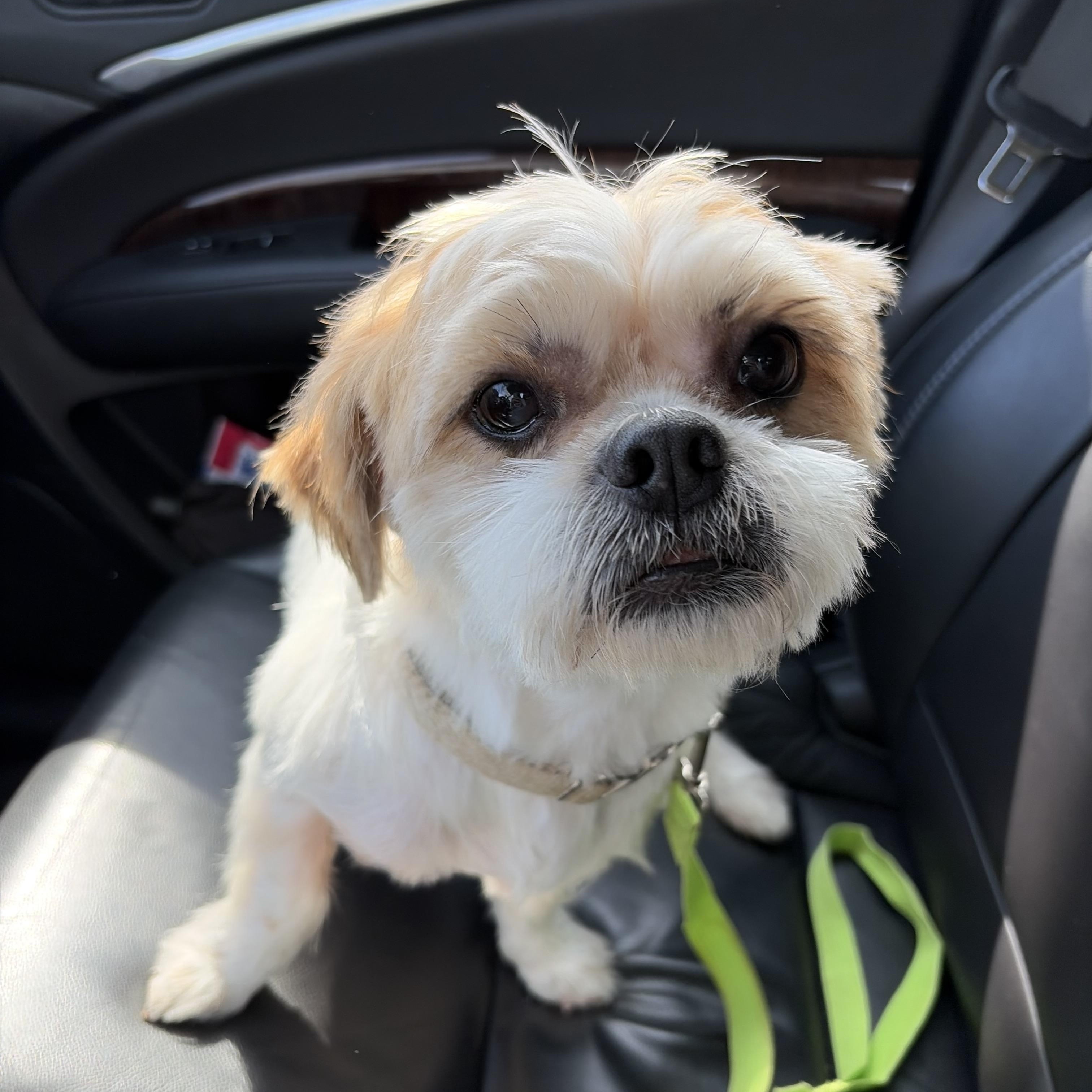 Enlarge Levi, an adopted mixed breed in Lovettsville, VA image 1/6