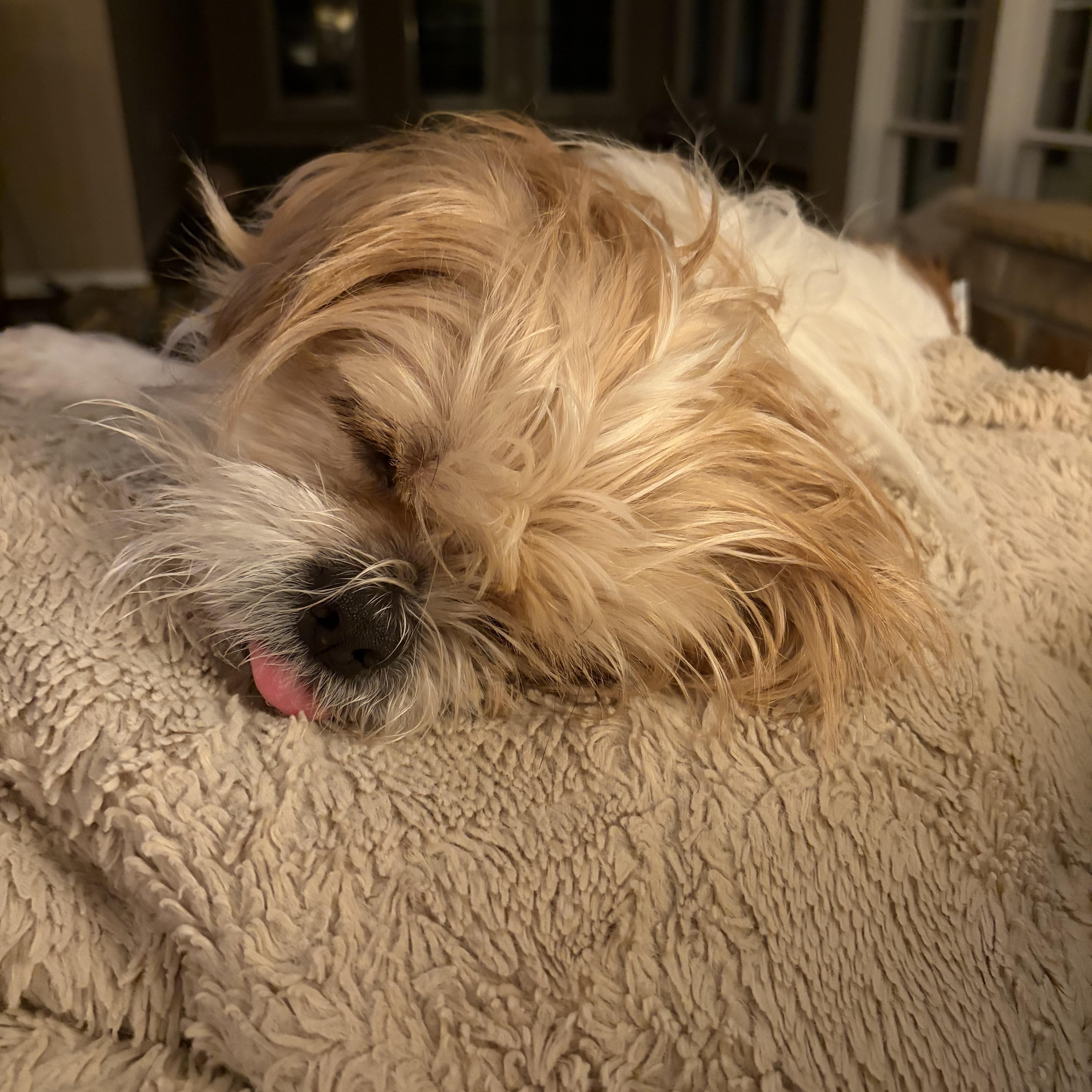 Enlarge Levi, an adopted mixed breed in Lovettsville, VA image 2/6