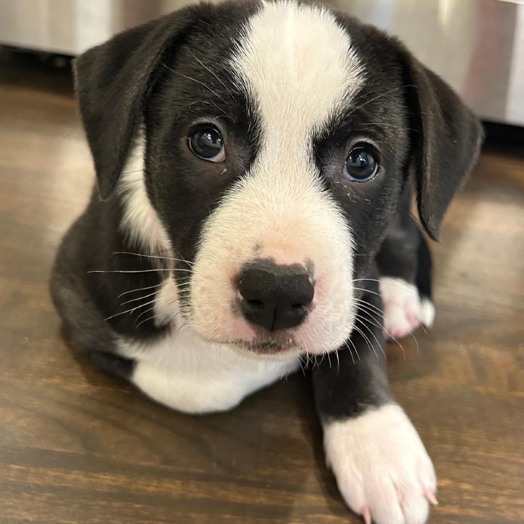 Miracle D thumbnail 2