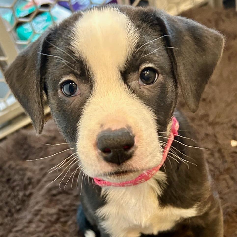 Miracle D thumbnail 3