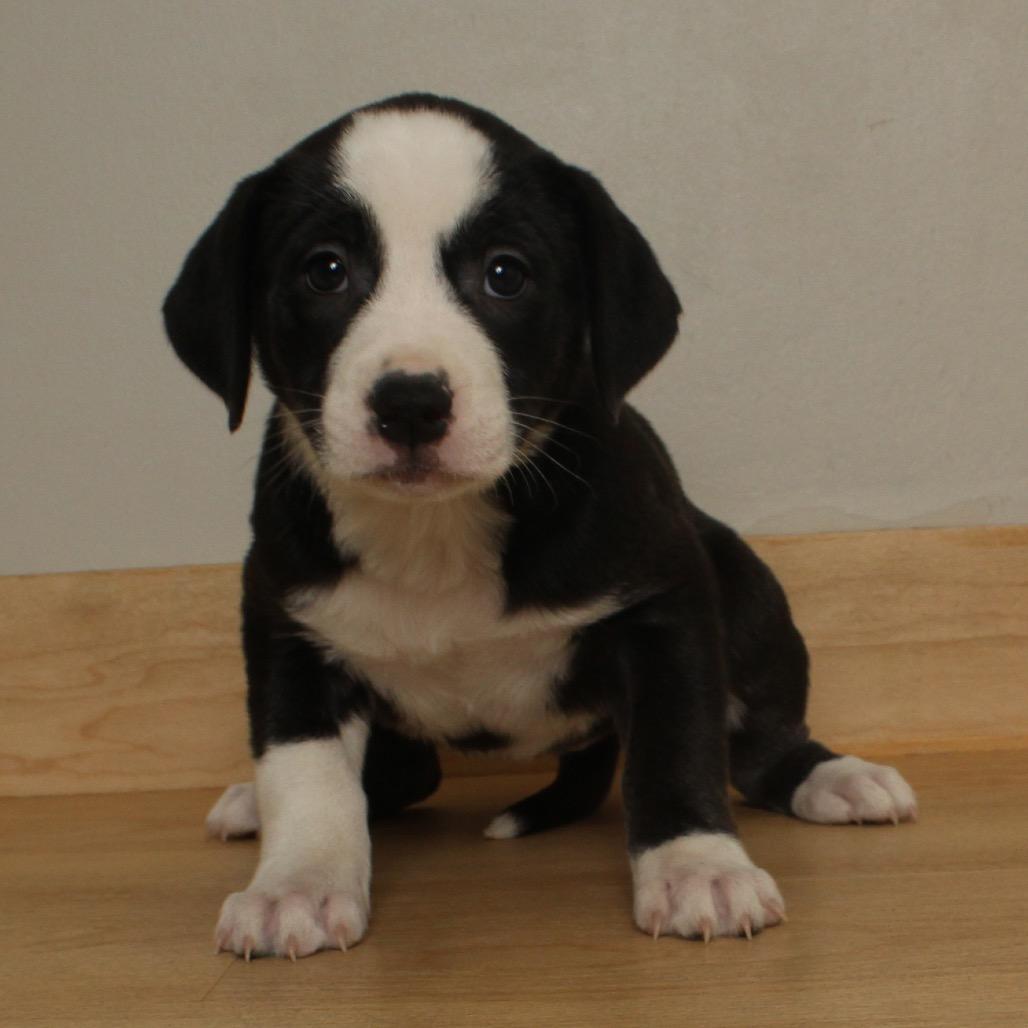 Miracle D thumbnail 4