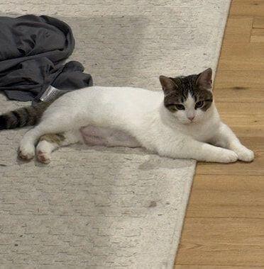 Aspen, an adopted mixed breed in Mississauga, ON image 1/4