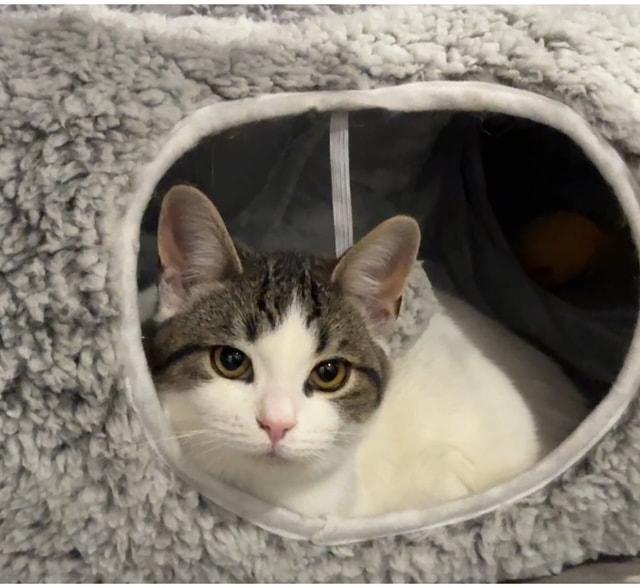 Aspen, an adopted mixed breed in Mississauga, ON image 2/4