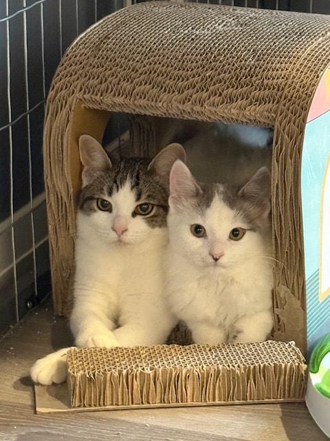 Aspen, an adopted mixed breed in Mississauga, ON image 3/4