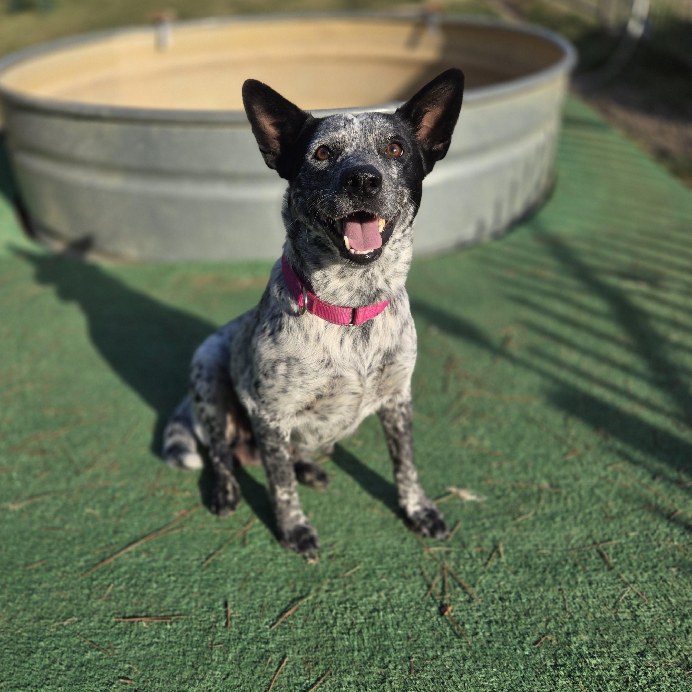 Nova, ADOPTABLE, Adult Female Cattle Dog.