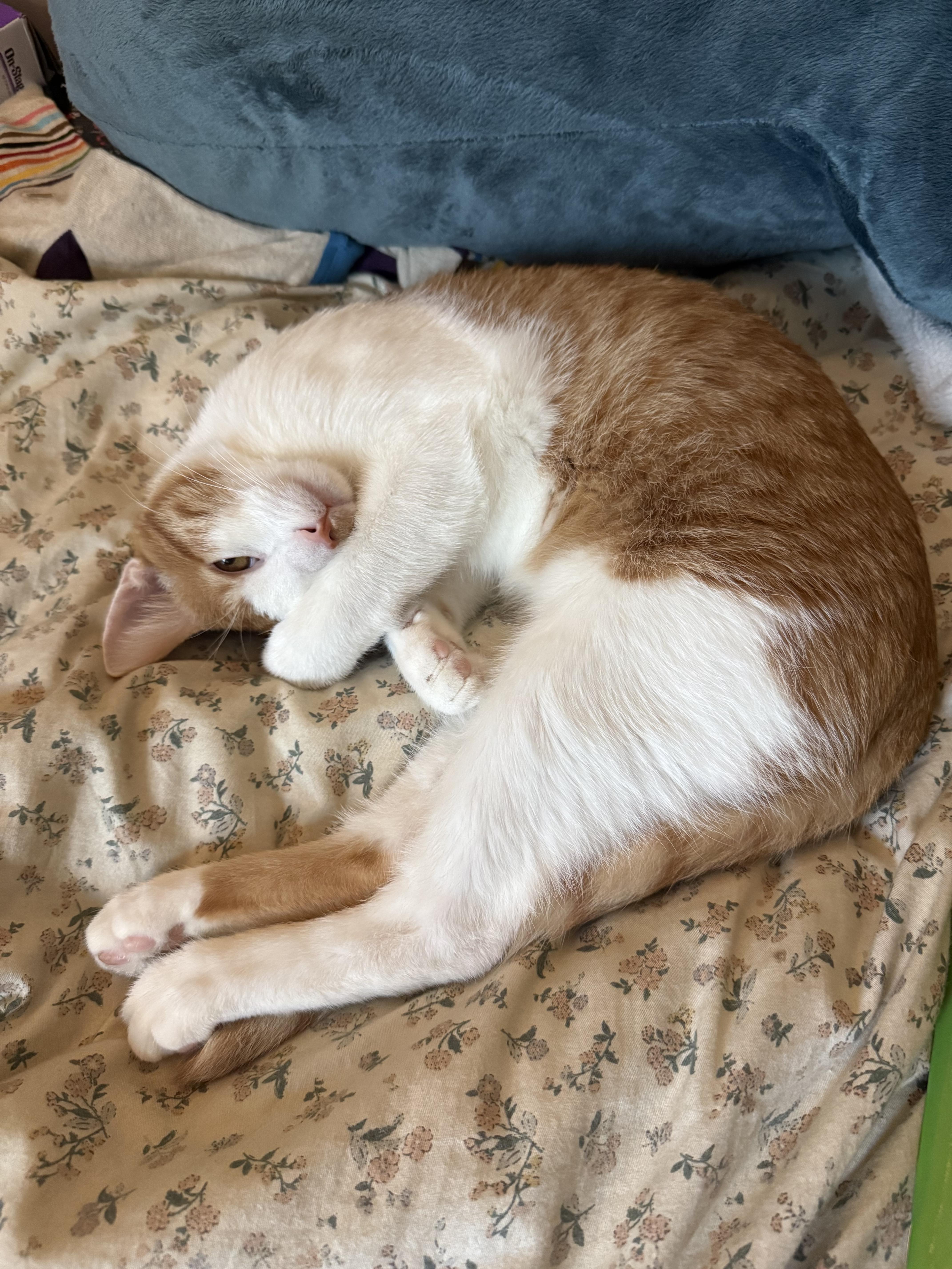 Enlarge Apollo, a Adoptable Tabby in Woodinville, WA image 4/6