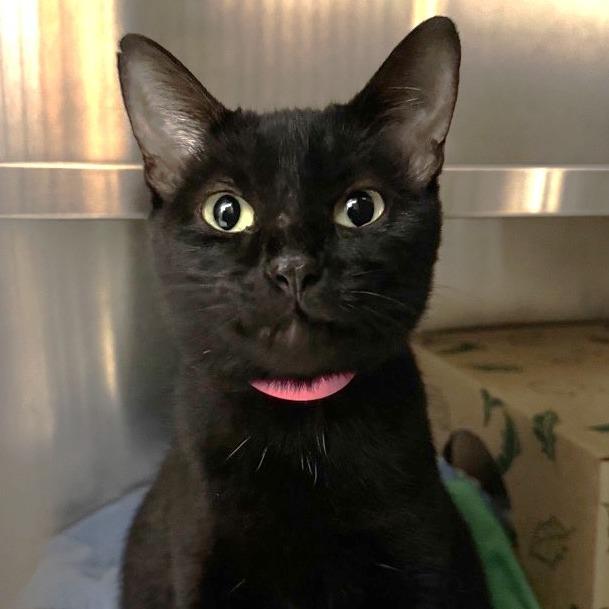 Enlarge Biscuit, a Adoptable Domestic Short Hair in Saint Louis, MO image 1/1