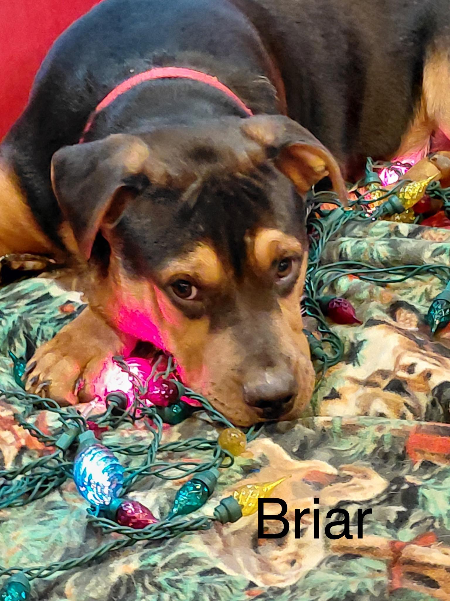 Briar, adopted, Young Male Rottweiler.