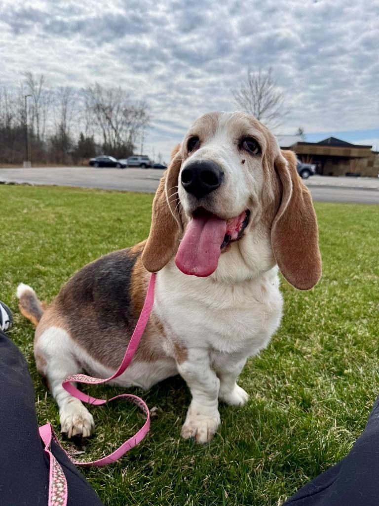 Enlarge Artie, a Adopted Basset Hound in Liverpool, NY image 2/4