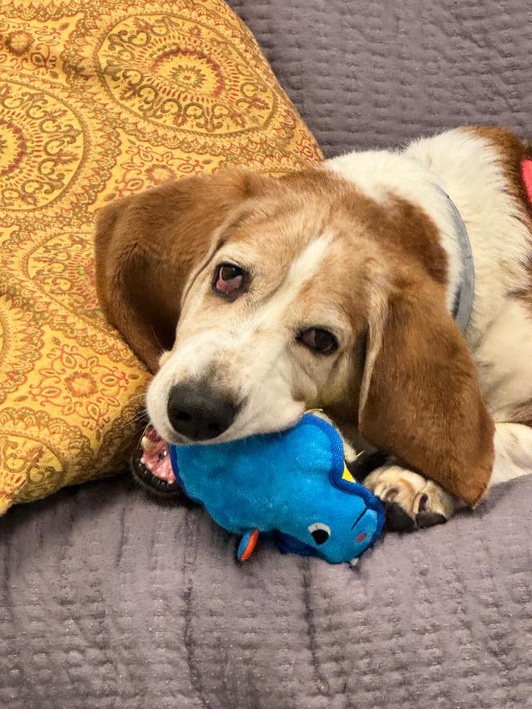 Enlarge Artie, a Adopted Basset Hound in Liverpool, NY image 3/4