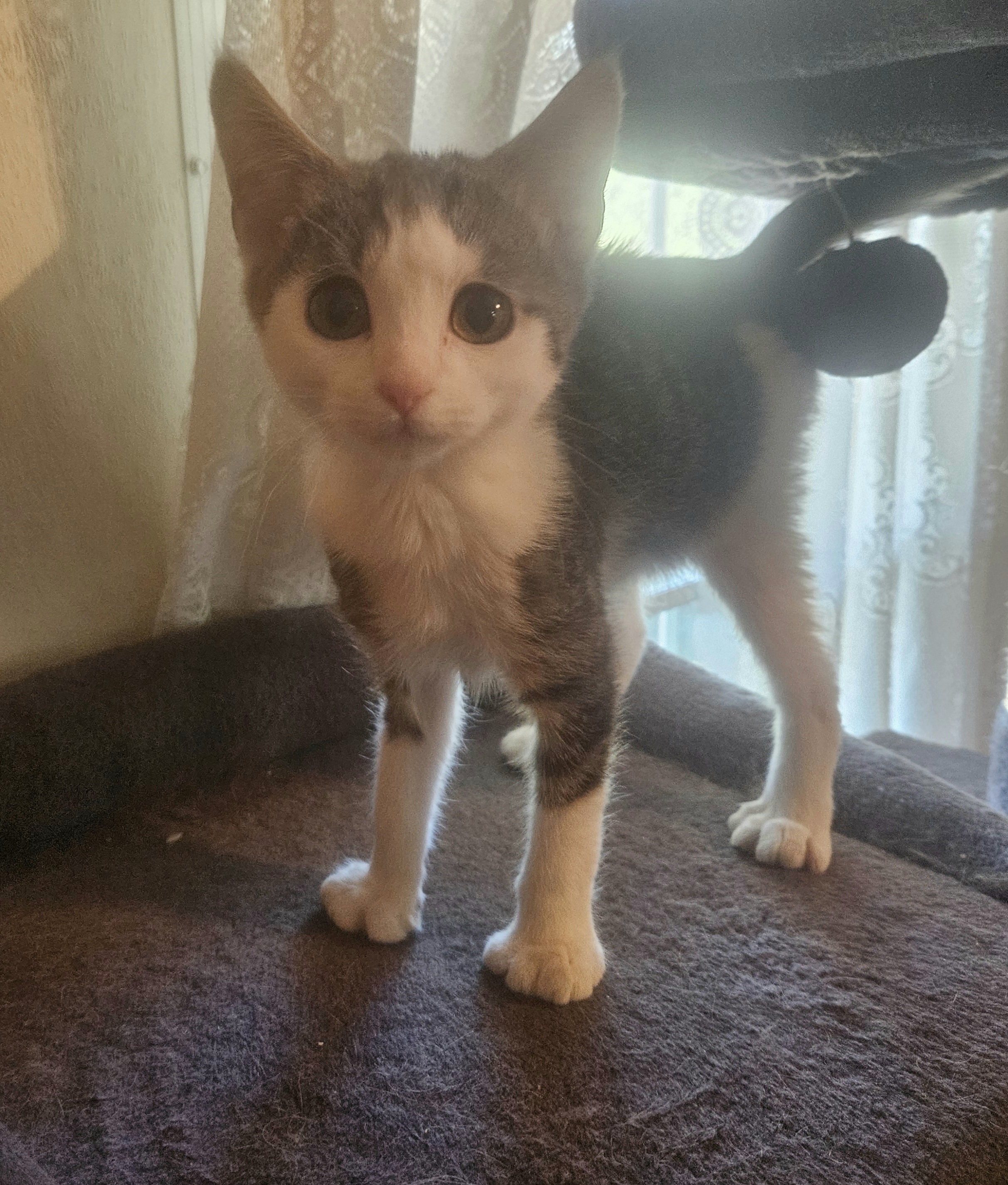 Michael Phelps, Adoptable, Young Male Extra-Toes Cat / Hemingway Polydactyl.