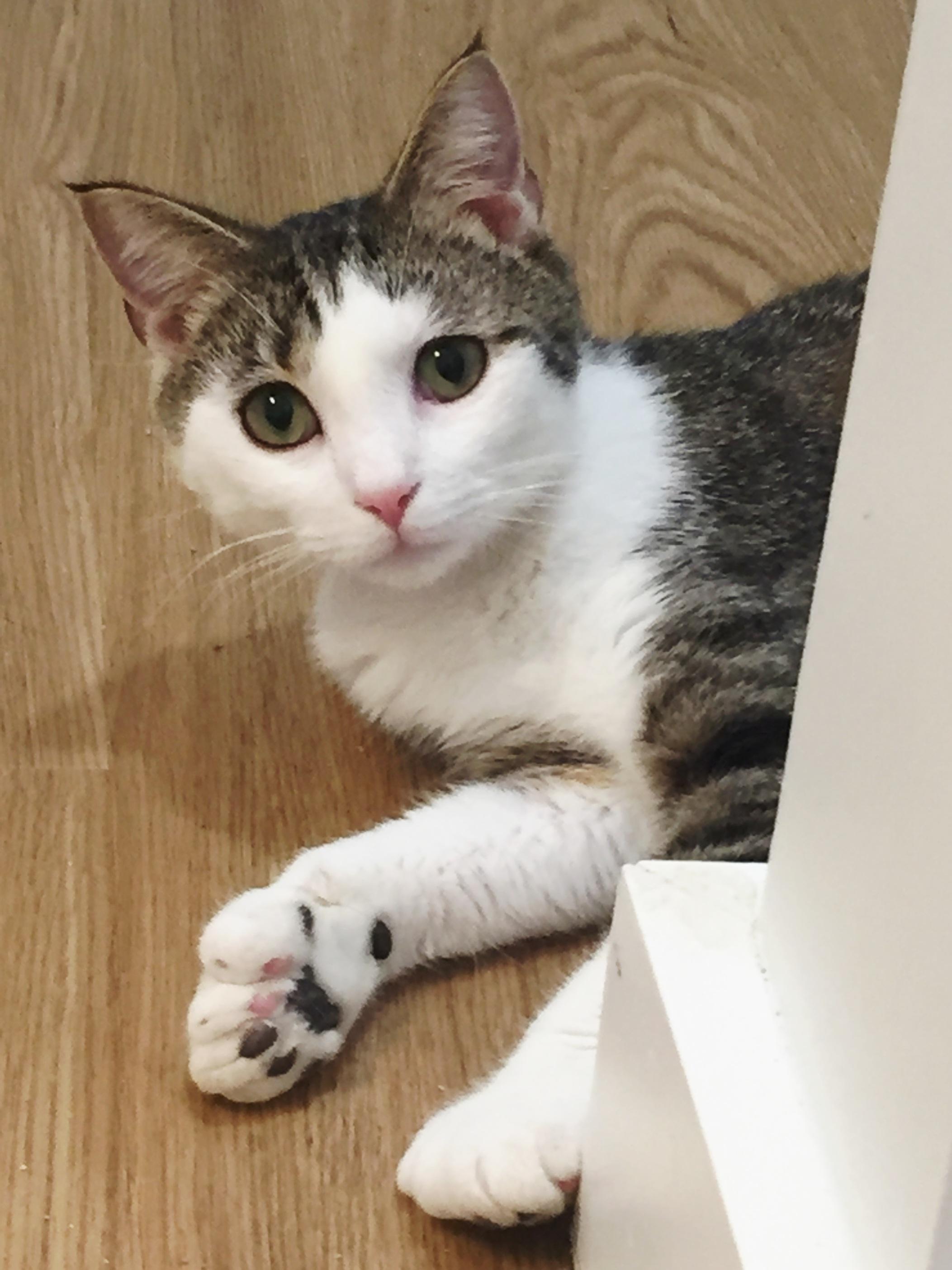 Enlarge Michael Phelps, an adopted Extra-Toes Cat / Hemingway Polydactyl in Bristol, TN image 1/4