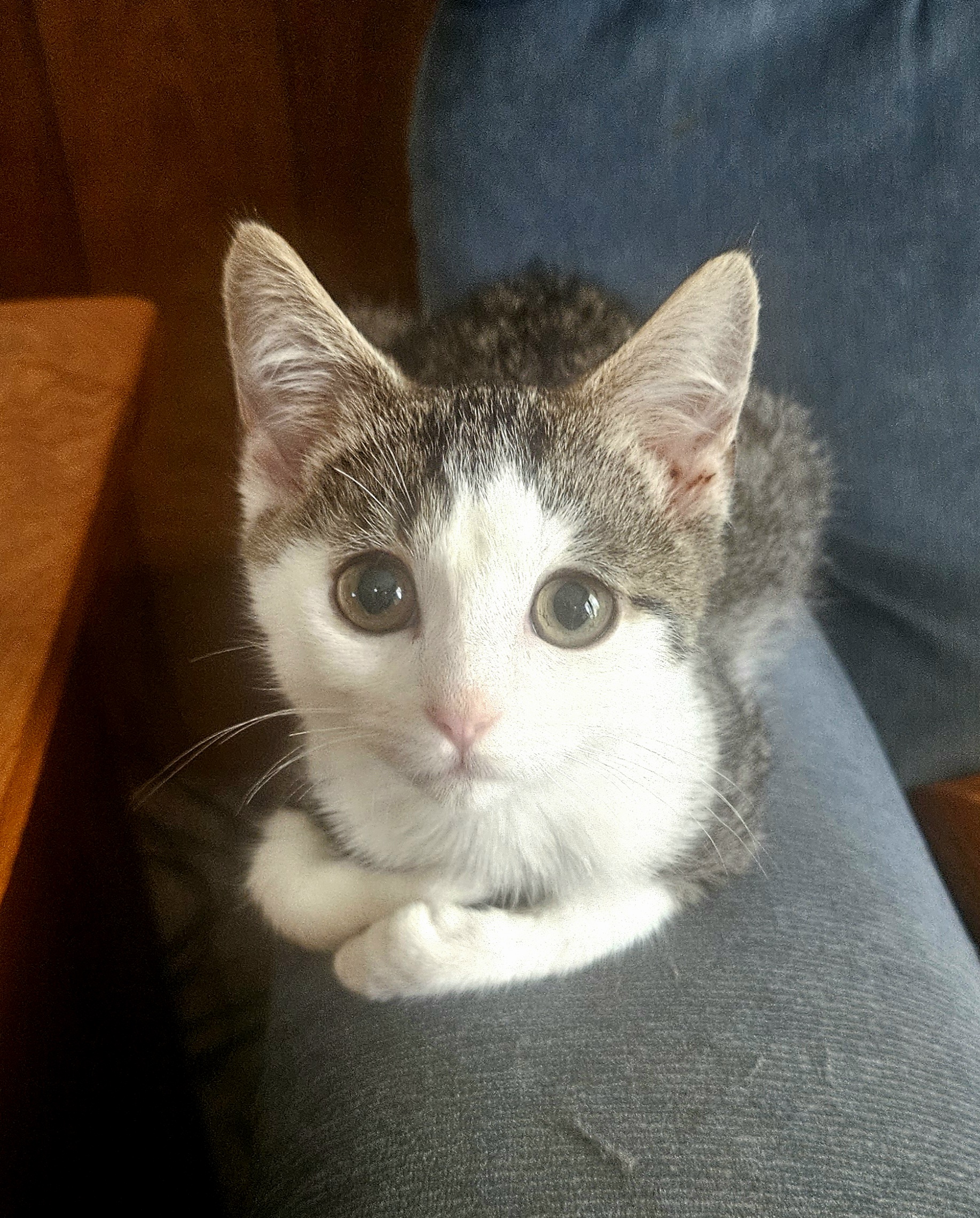 Michael Phelps, a Adoptable Extra-Toes Cat / Hemingway Polydactyl in Bristol, TN image 2/3