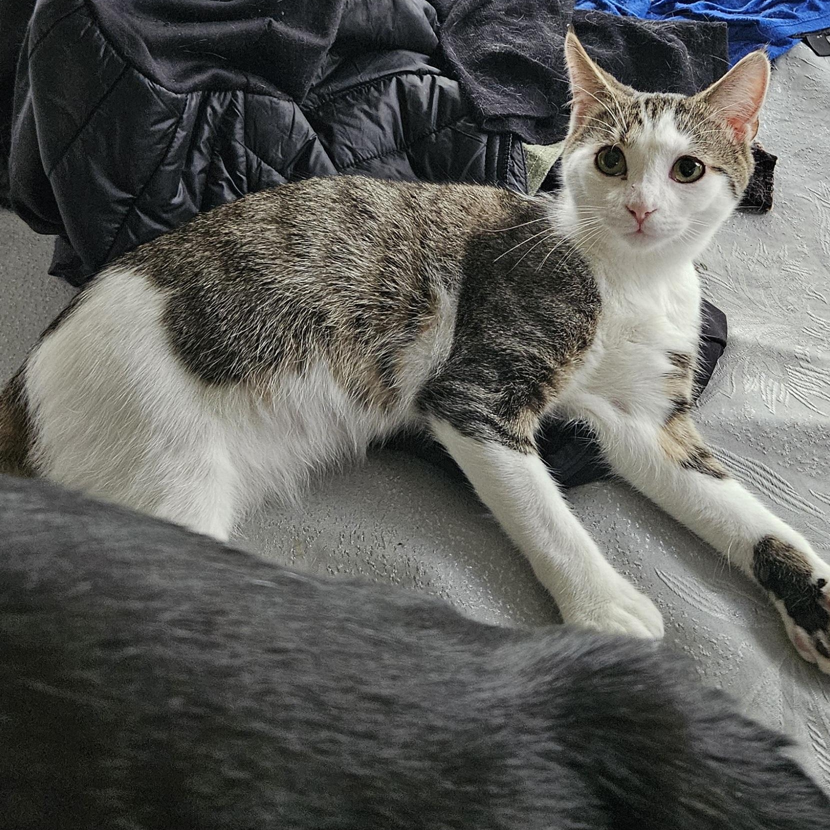 Michael Phelps, Young Male Extra-Toes Cat / Hemingway Polydactyl