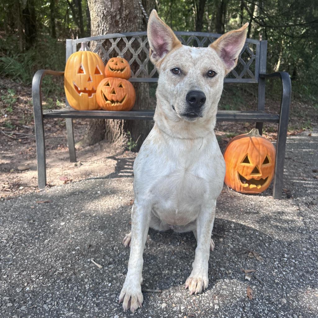 Red Fish, Adoptable, Adult Female Cattle Dog & Mixed Breed.