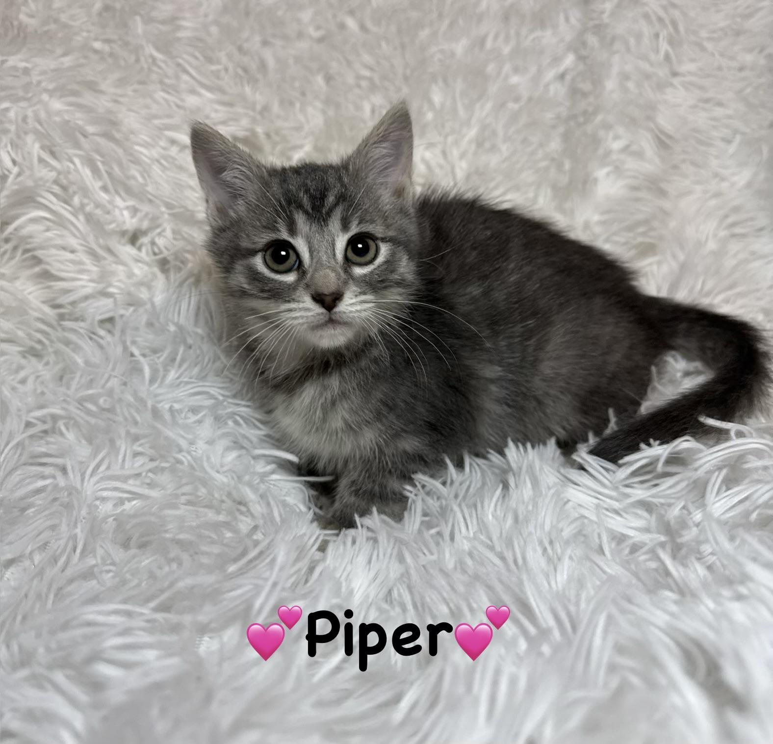 Enlarge Piper, a ADOPTABLE Domestic Short Hair in Copley, OH image 2/2