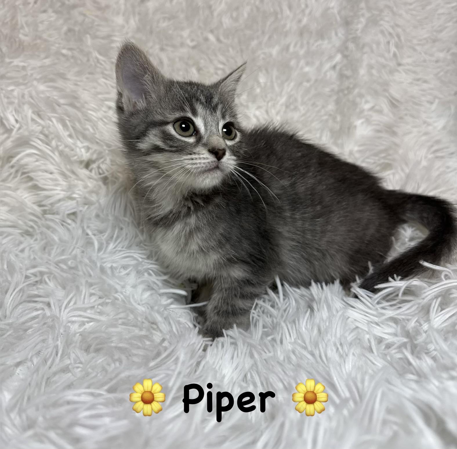 Enlarge Piper, a ADOPTABLE Domestic Short Hair in Copley, OH image 1/2