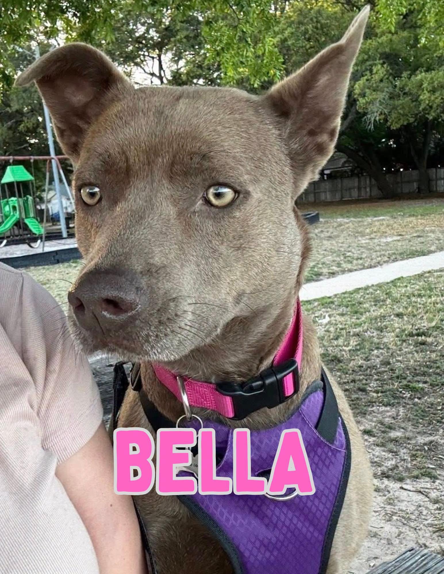Bella 5.0, ADOPTABLE, Adult Female Mixed Breed.