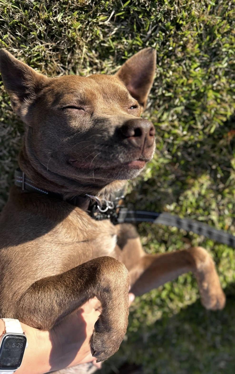 Bella 5.0, a ADOPTABLE Mixed Breed in Shalimar, FL image 3/4