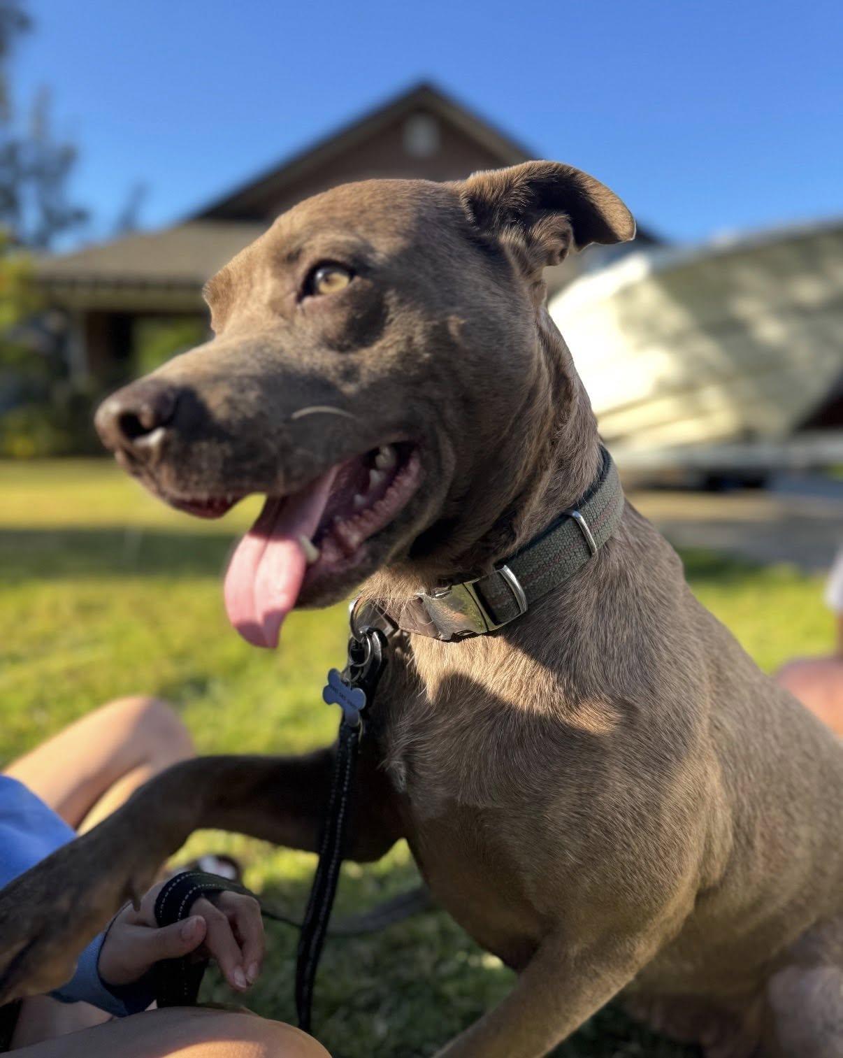 Bella 5.0, a ADOPTABLE Mixed Breed in Shalimar, FL image 4/4