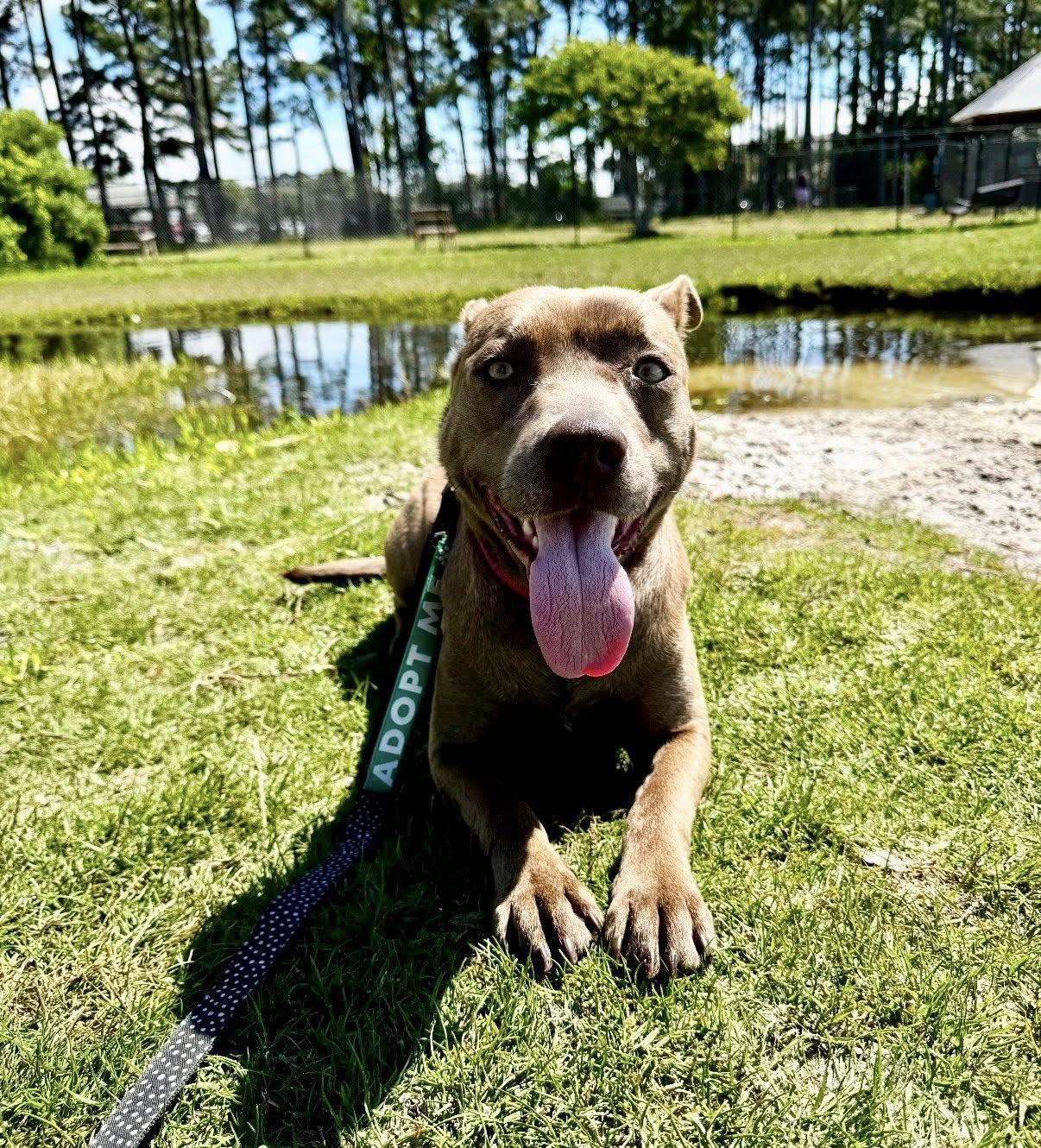 Bella 5.0, a ADOPTABLE Mixed Breed in Shalimar, FL image 2/4