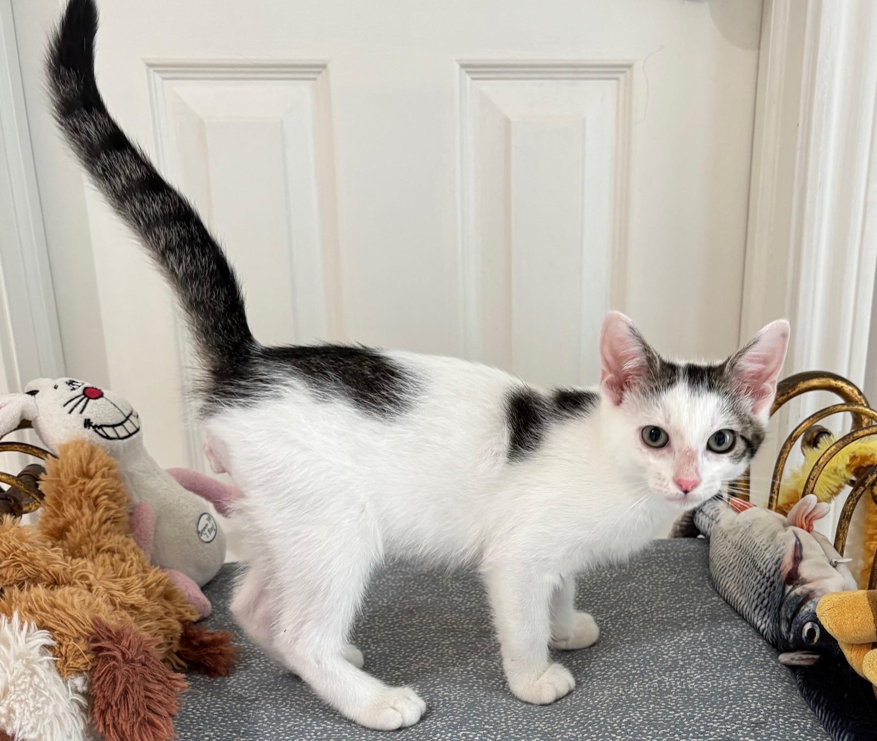 Enlarge Little Kenobi - May the Force Be With Him, a ADOPTABLE mixed breed in Houston, TX image 2/4
