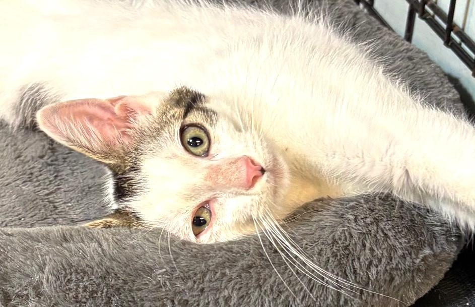 Enlarge Little Kenobi - May the Force Be With Him, a ADOPTABLE mixed breed in Houston, TX image 3/4