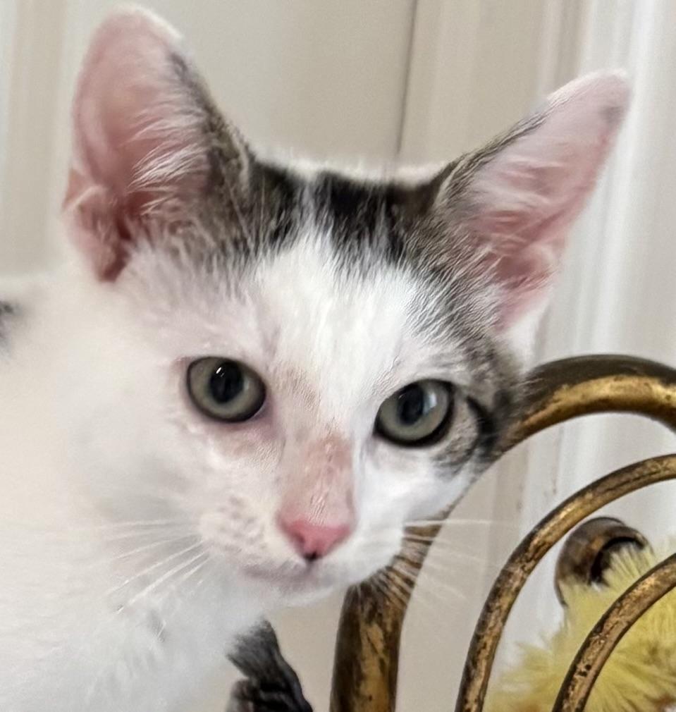 Little Kenobi - May the Force Be With Him, ADOPTABLE, Kitten Male Domestic Medium Hair.
