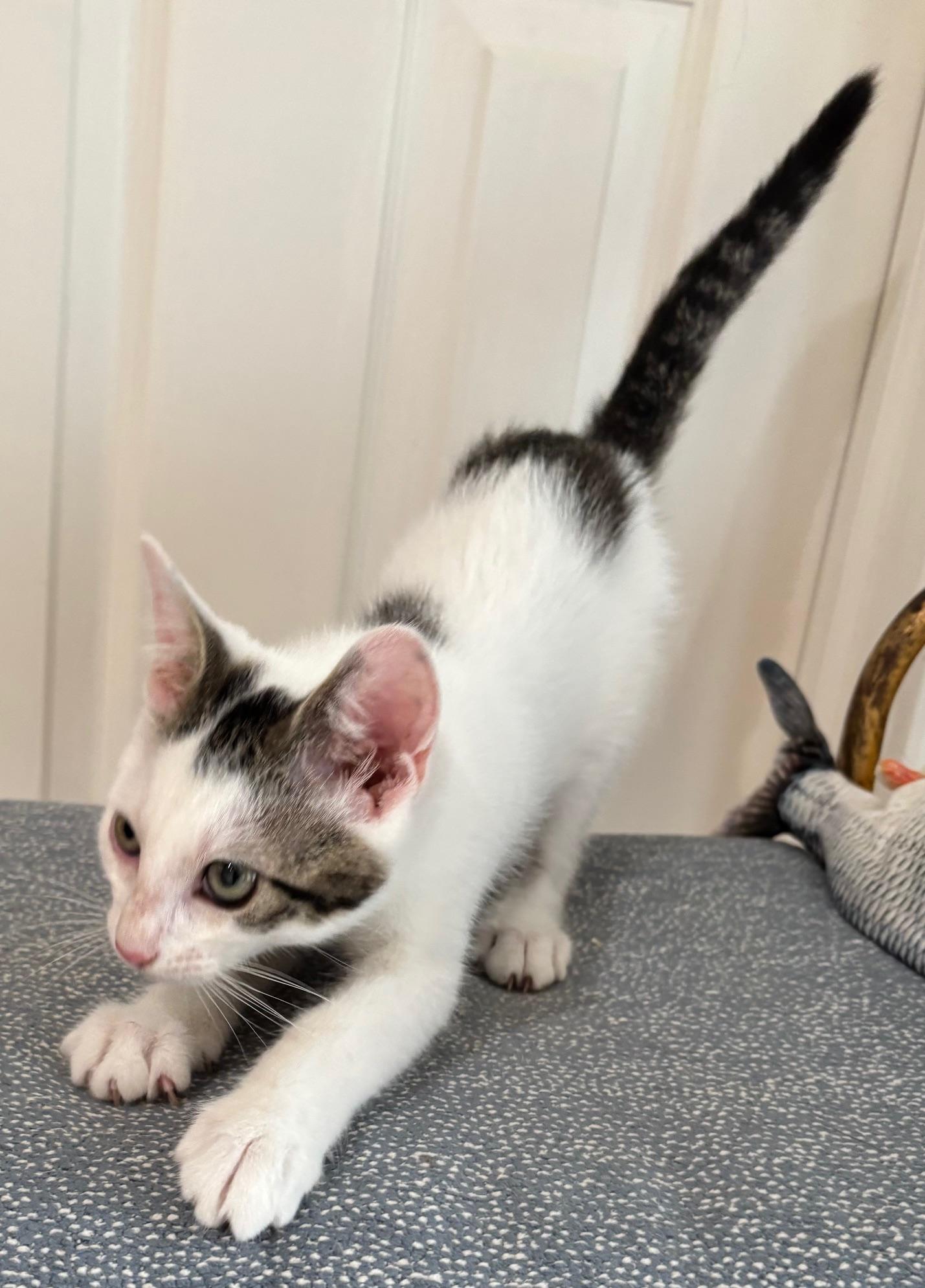 Enlarge Little Kenobi - May the Force Be With Him, a ADOPTABLE mixed breed in Houston, TX image 4/4