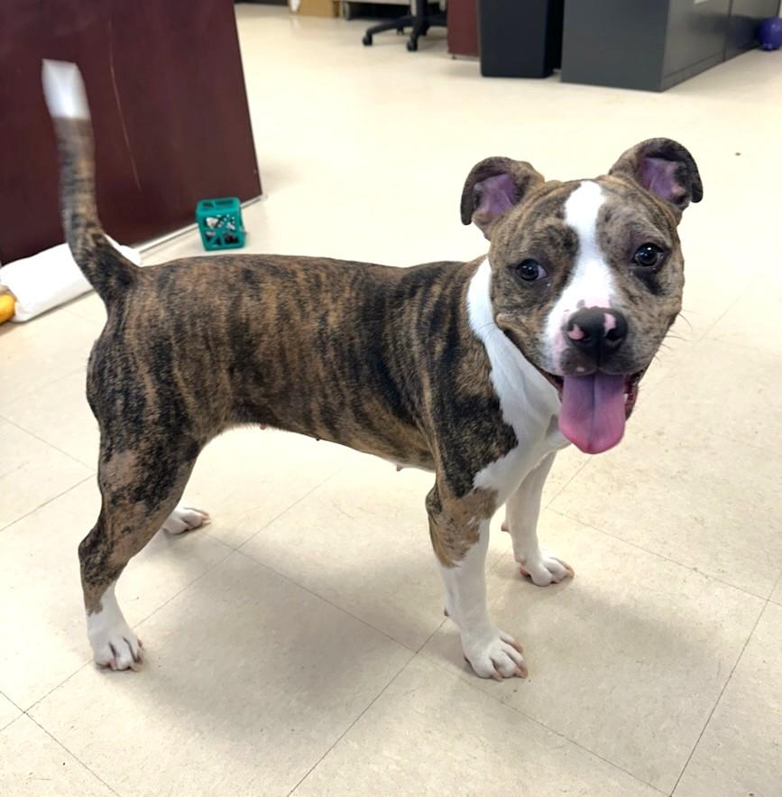 Enlarge Coco, a ADOPTABLE American Bully in Clayton, NJ image 1/3
