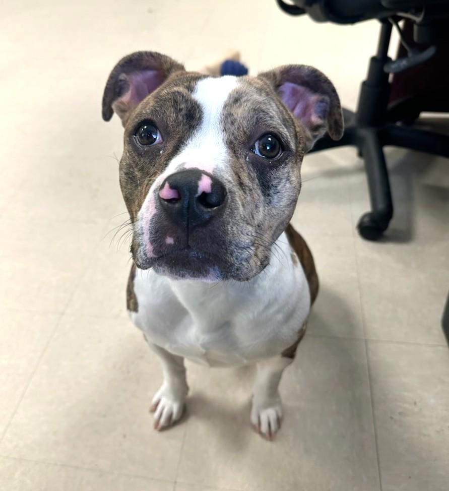 Enlarge Coco, a ADOPTABLE American Bully in Clayton, NJ image 3/3